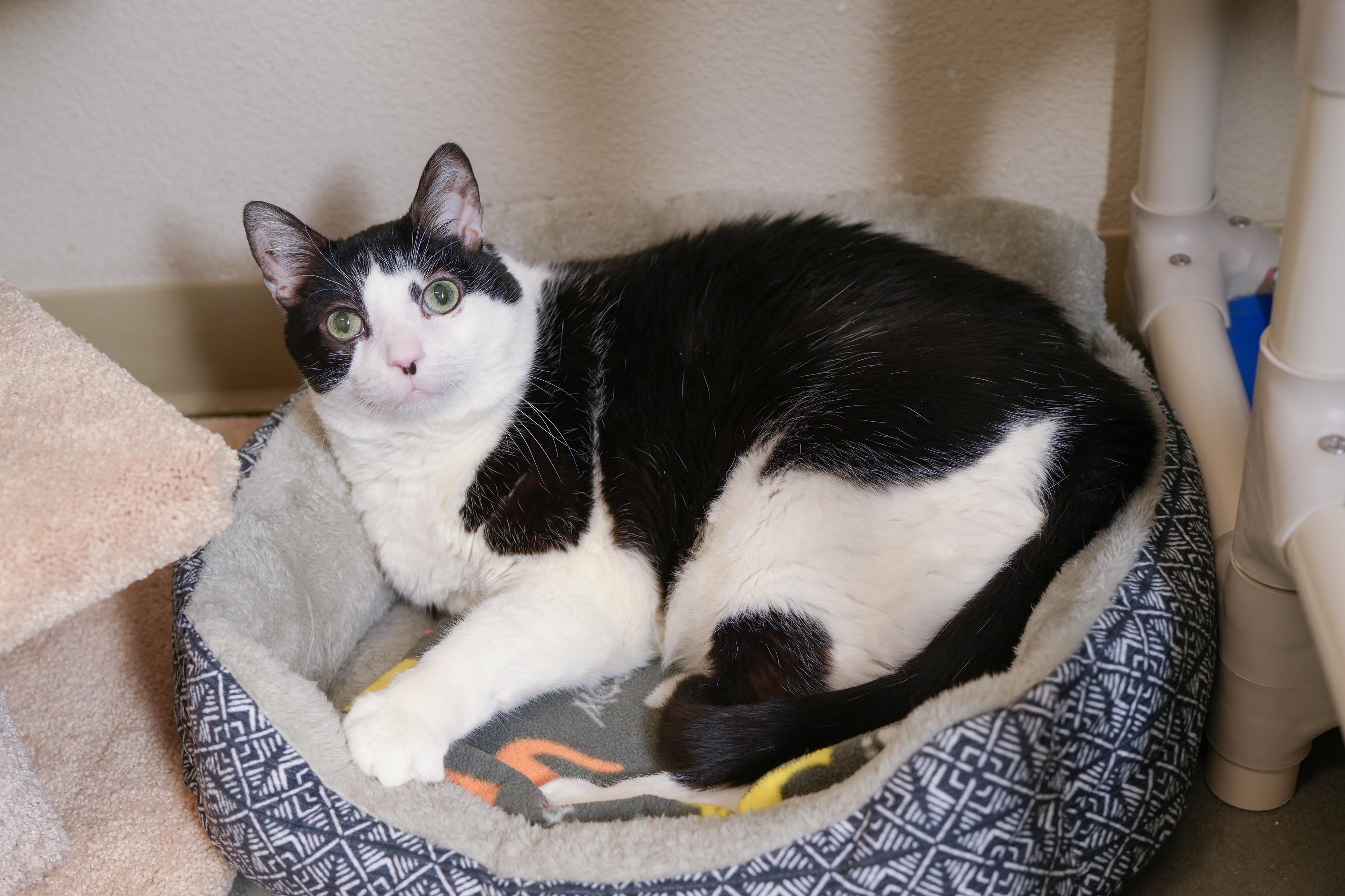 Paisley, a ADOPTABLE Domestic Short Hair in Boise, ID image 2/3