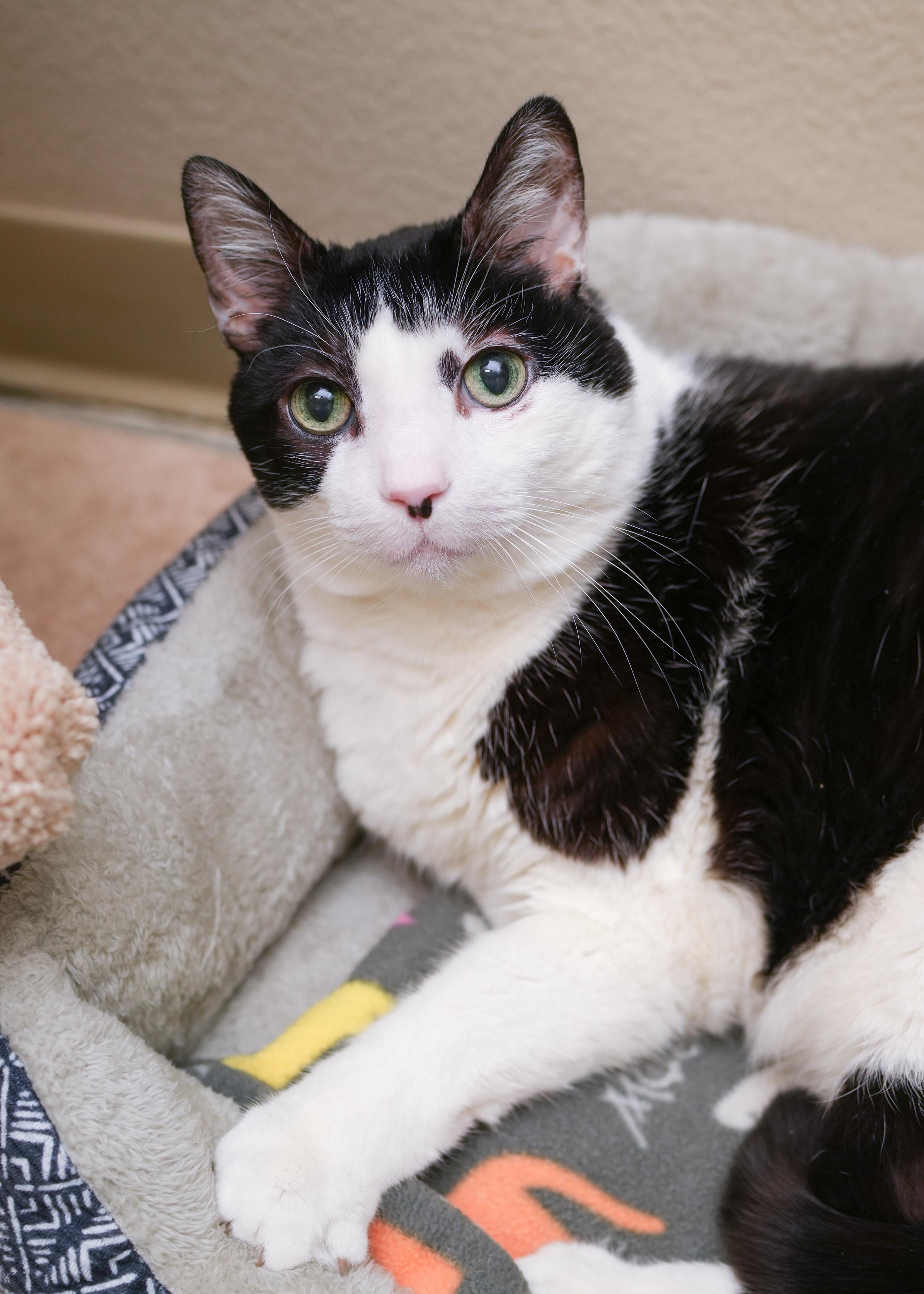 Paisley, a ADOPTABLE Domestic Short Hair in Boise, ID image 3/3