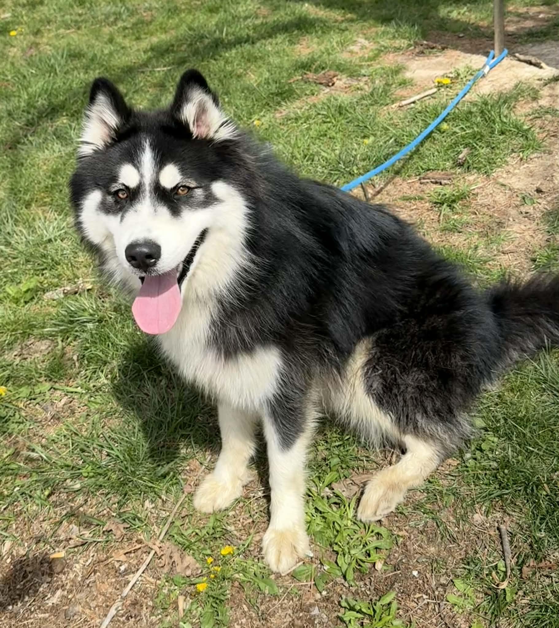 Enlarge Demo, an adopted Alaskan Malamute in Springfield, IL image 5/5