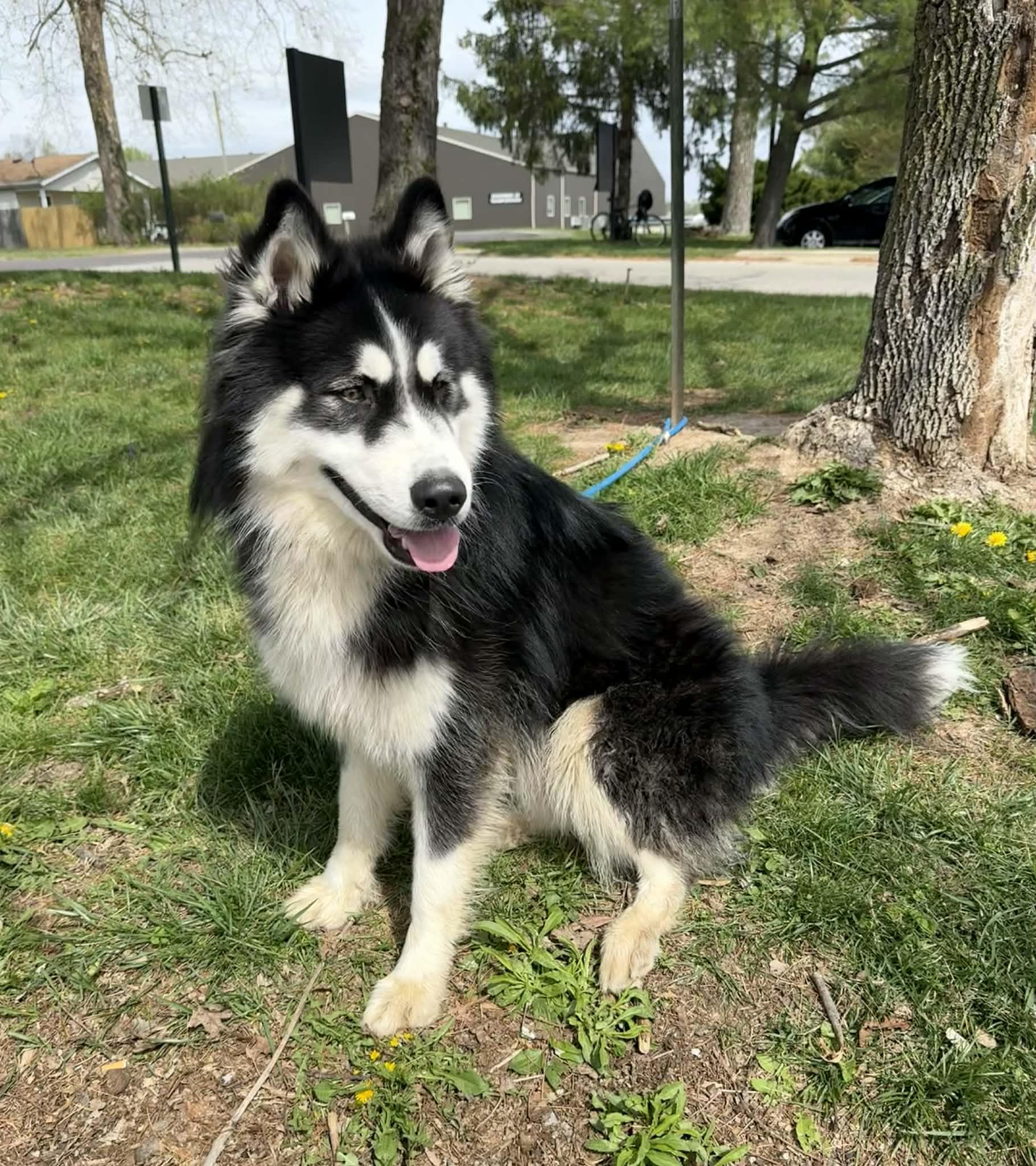 Enlarge Demo, an adopted Alaskan Malamute in Springfield, IL image 3/5
