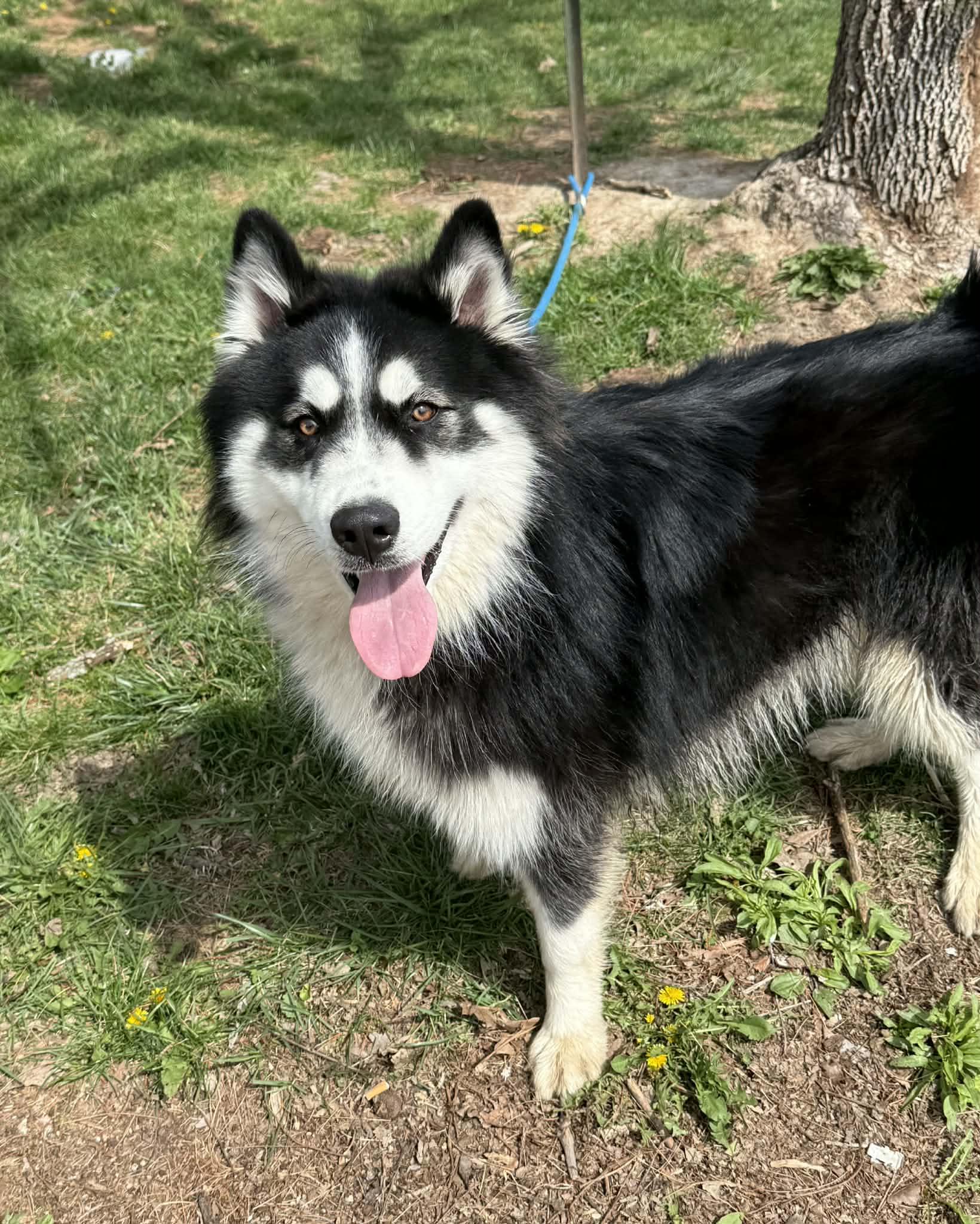Enlarge Demo, an adopted Alaskan Malamute in Springfield, IL image 2/5