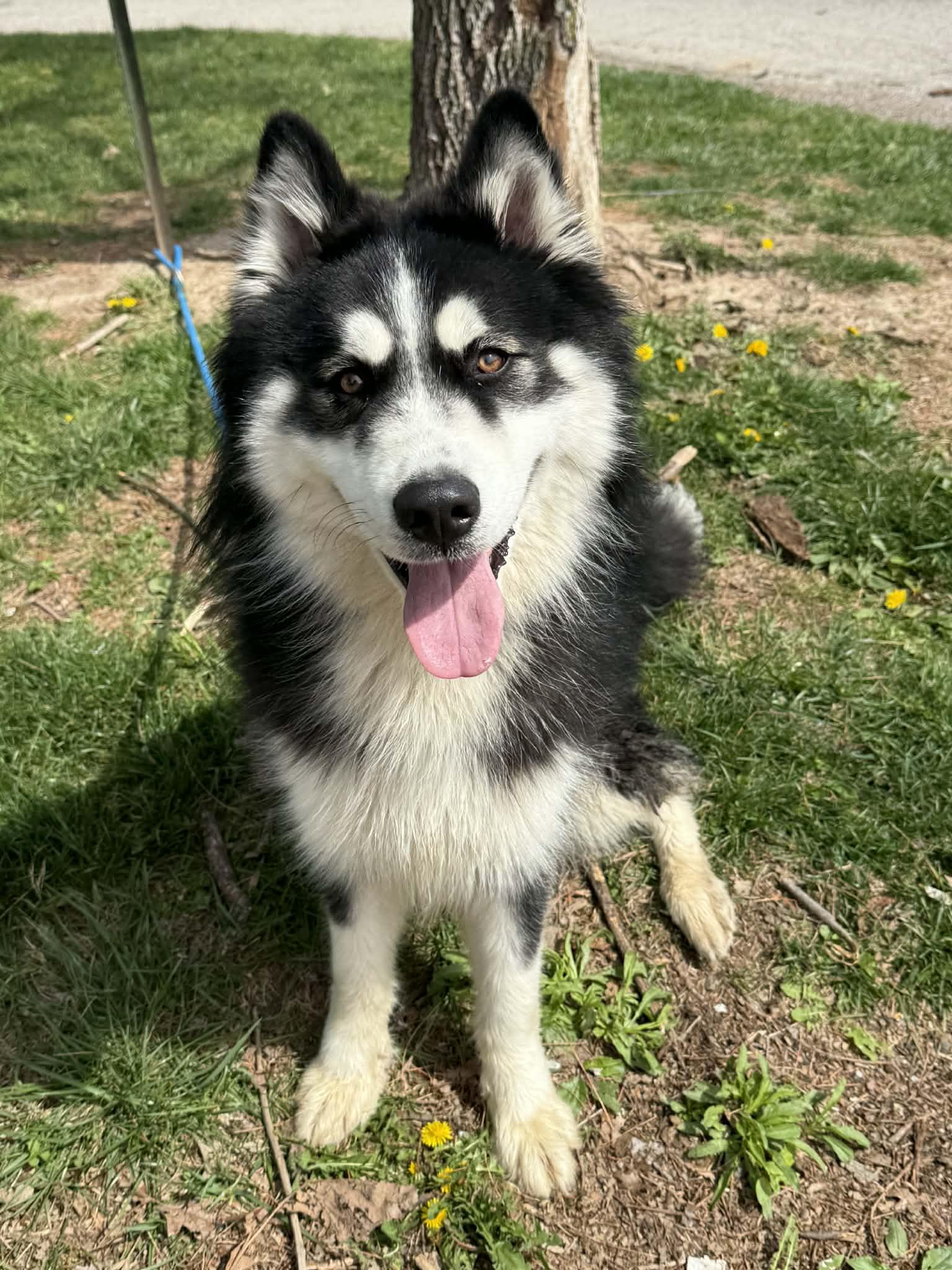 Demo, adopted, Young Male Alaskan Malamute.