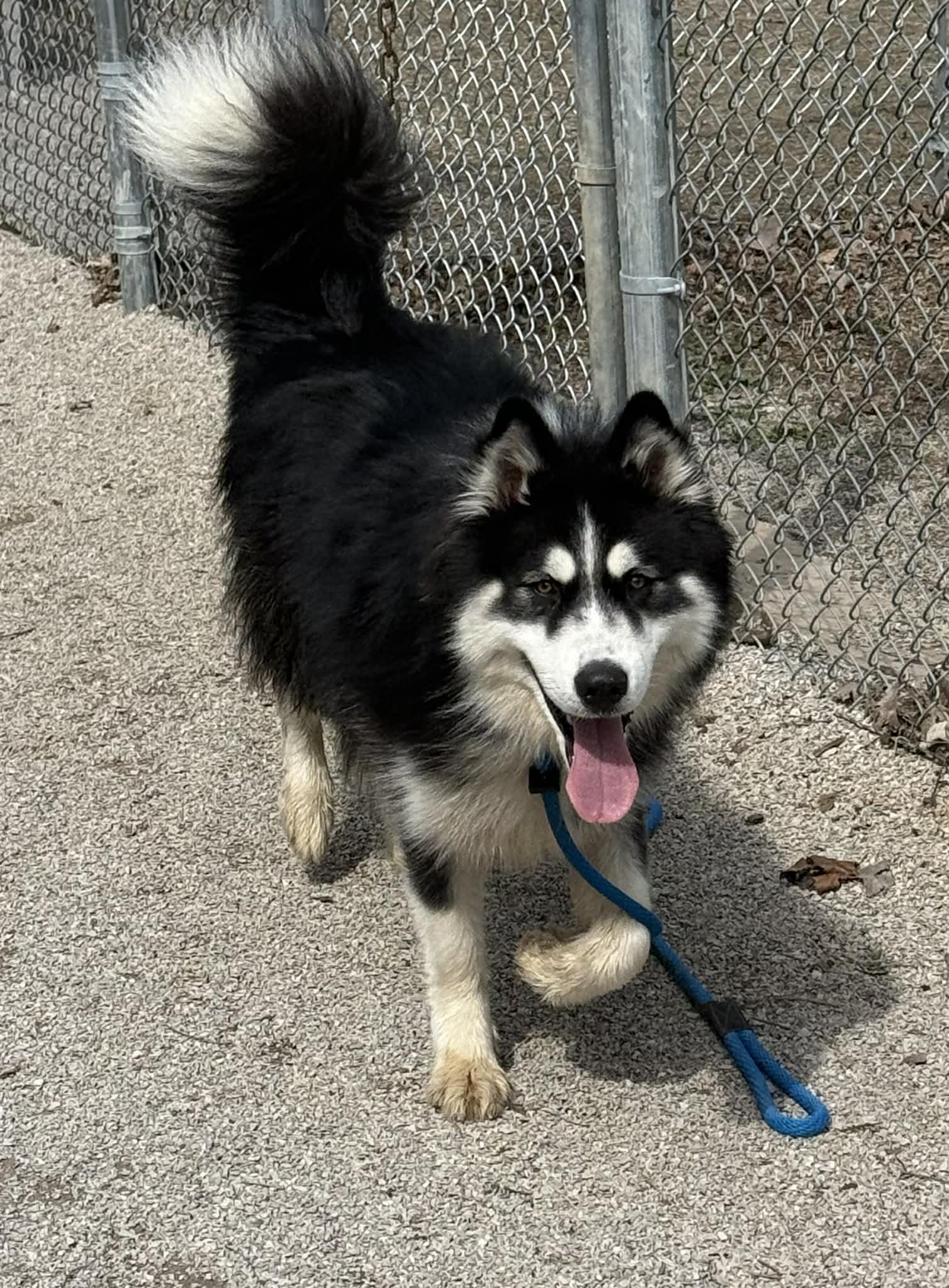 Enlarge Demo, an adopted Alaskan Malamute in Springfield, IL image 4/5