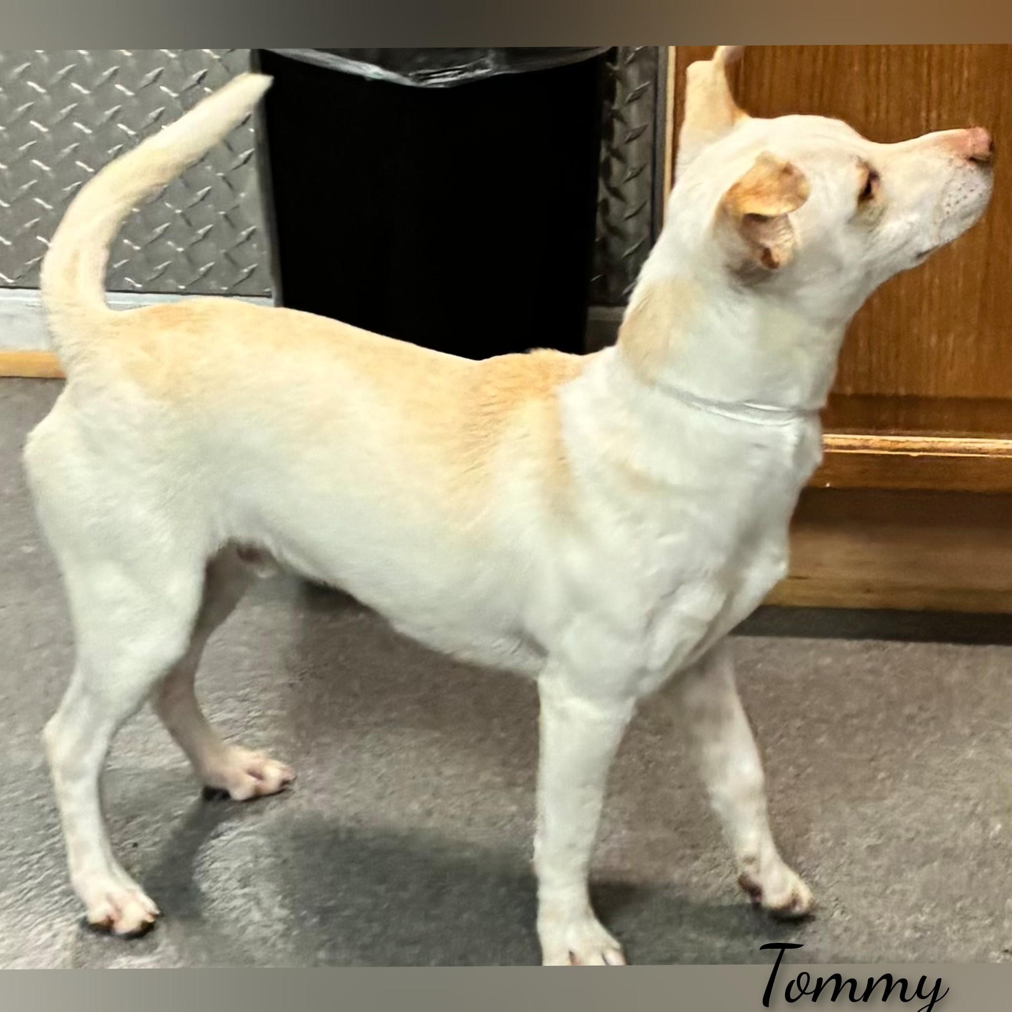 Enlarge Tommy, a ADOPTABLE Mixed Breed in Fredericksburg, VA image 4/6