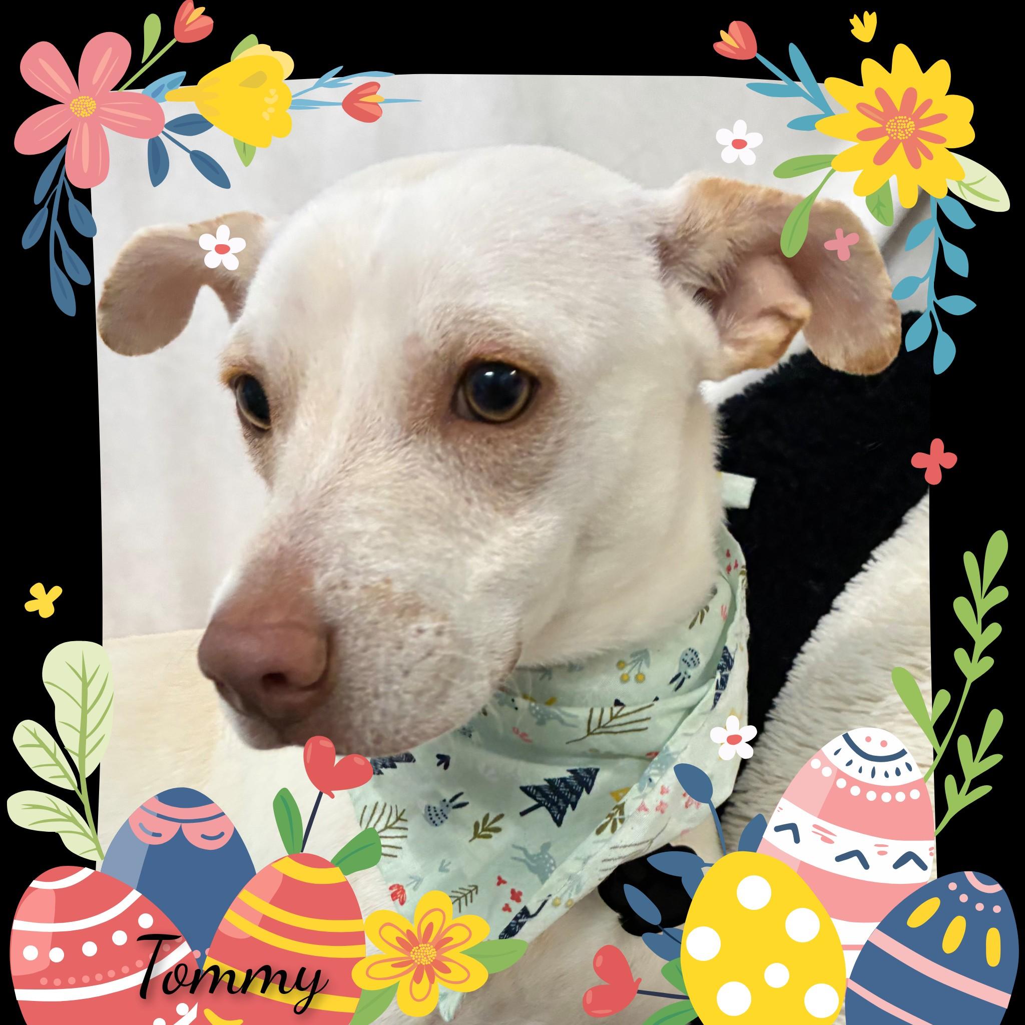 Enlarge Tommy, a ADOPTABLE Mixed Breed in Fredericksburg, VA image 5/6