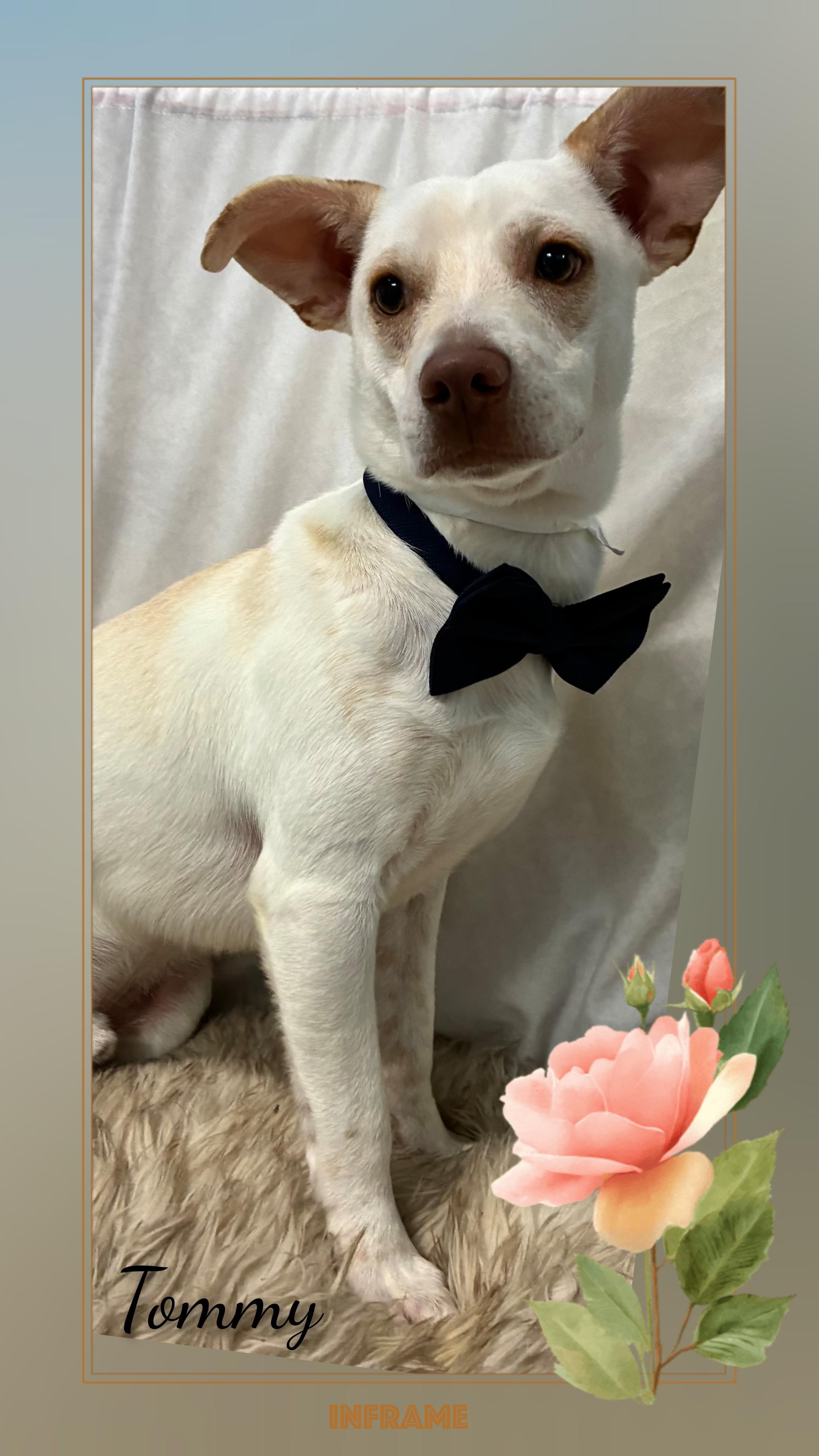 Enlarge Tommy, a ADOPTABLE Mixed Breed in Fredericksburg, VA image 2/6