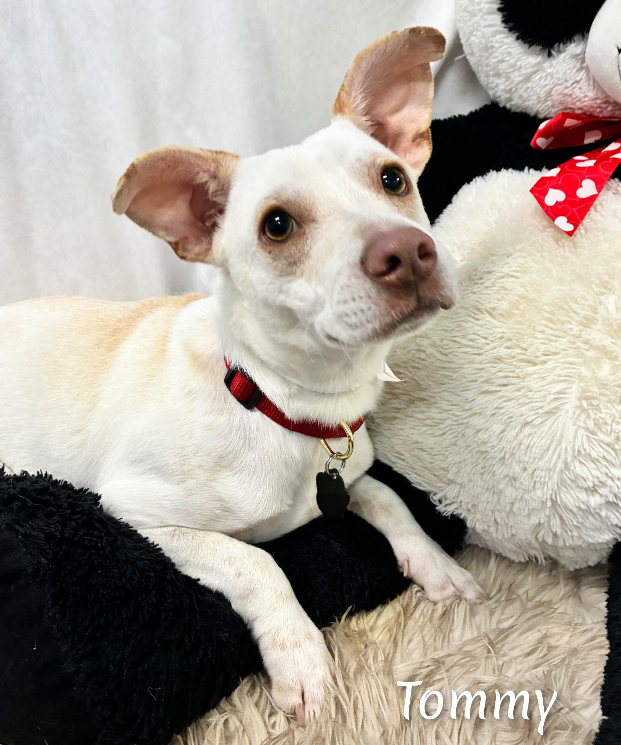 Enlarge Tommy, a ADOPTABLE Mixed Breed in Fredericksburg, VA image 6/6