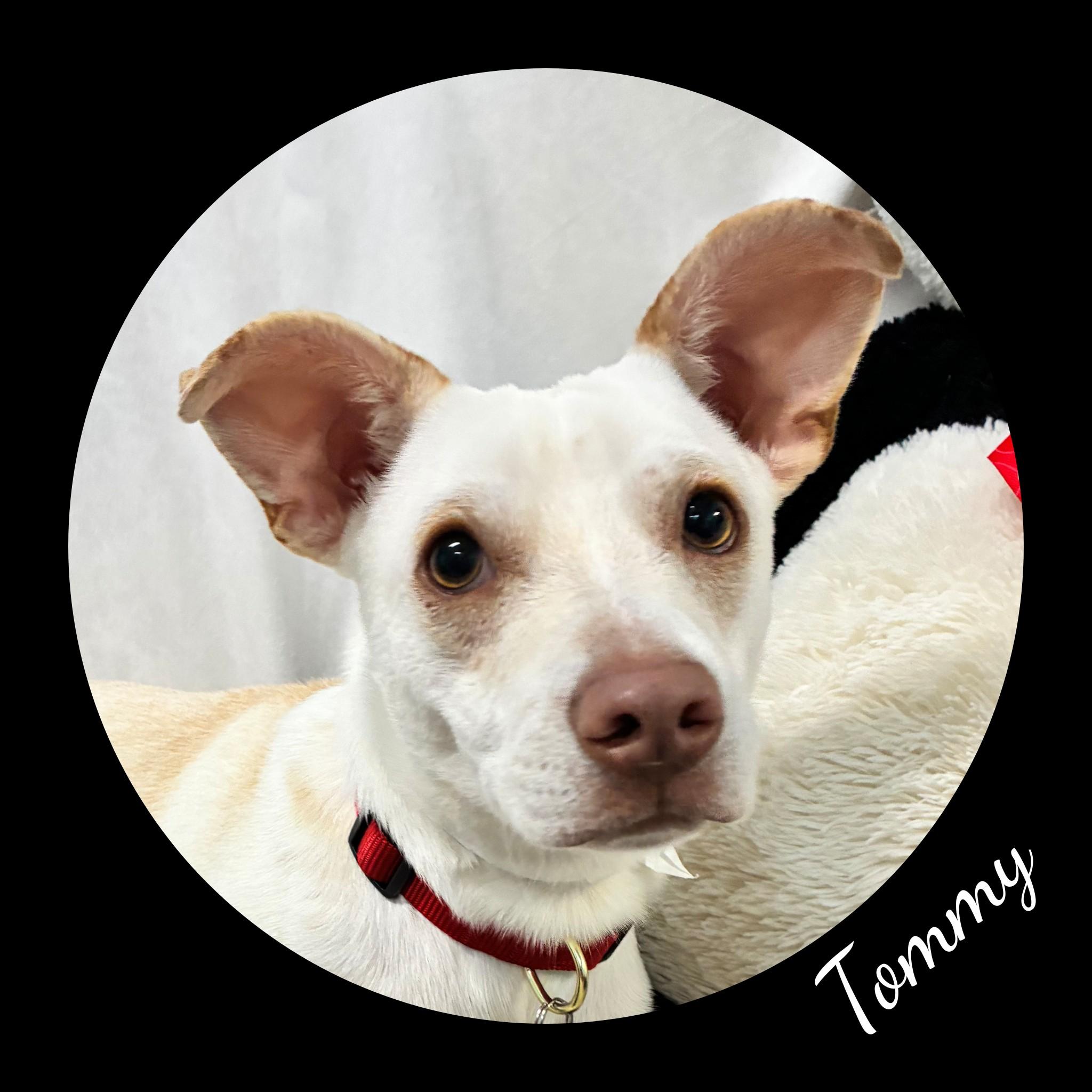 Tommy, ADOPTABLE, Young Male Mixed Breed.