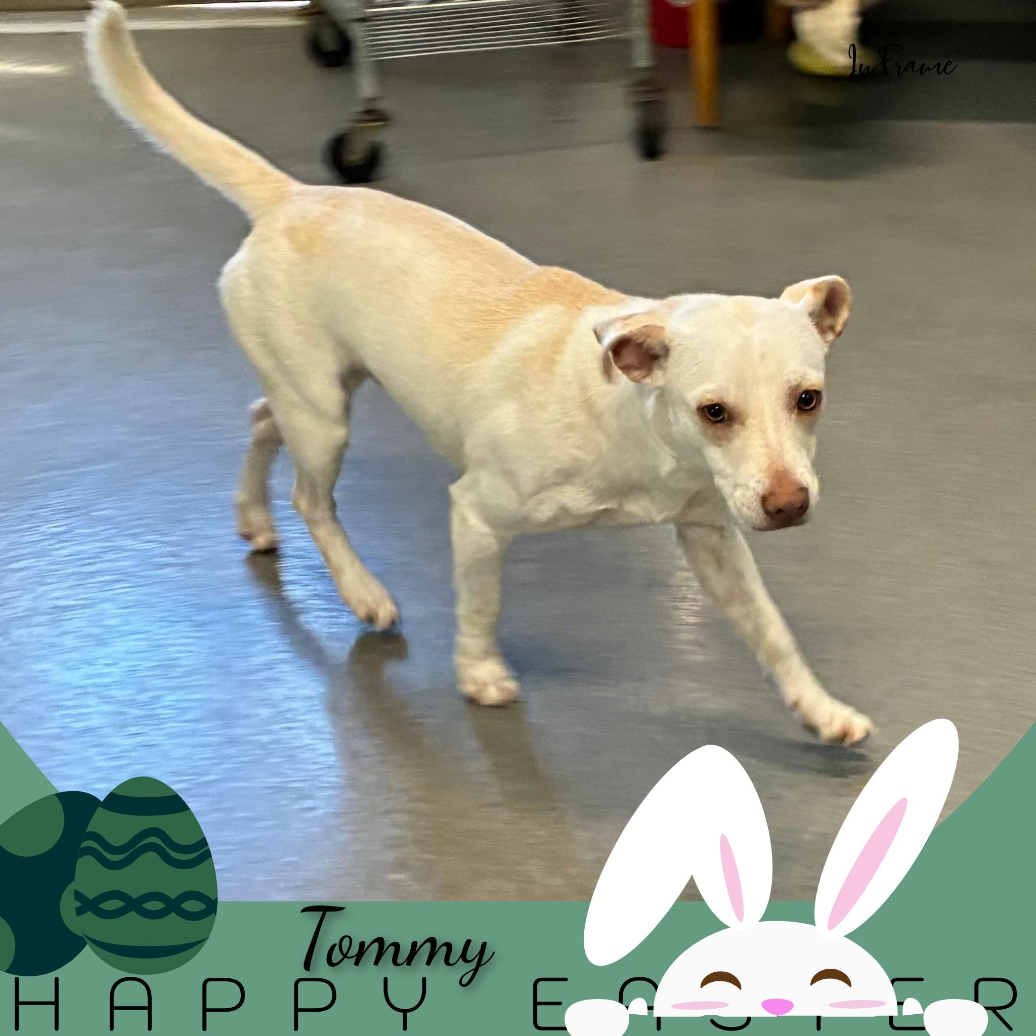 Enlarge Tommy, a ADOPTABLE Mixed Breed in Fredericksburg, VA image 3/6