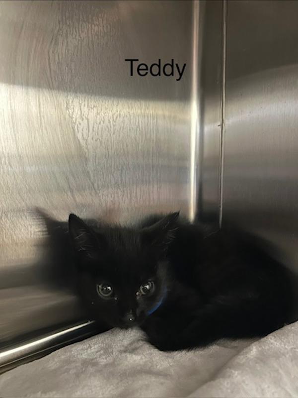 Enlarge Teddy, a Adoptable mixed breed in Knoxville, TN image 1/1
