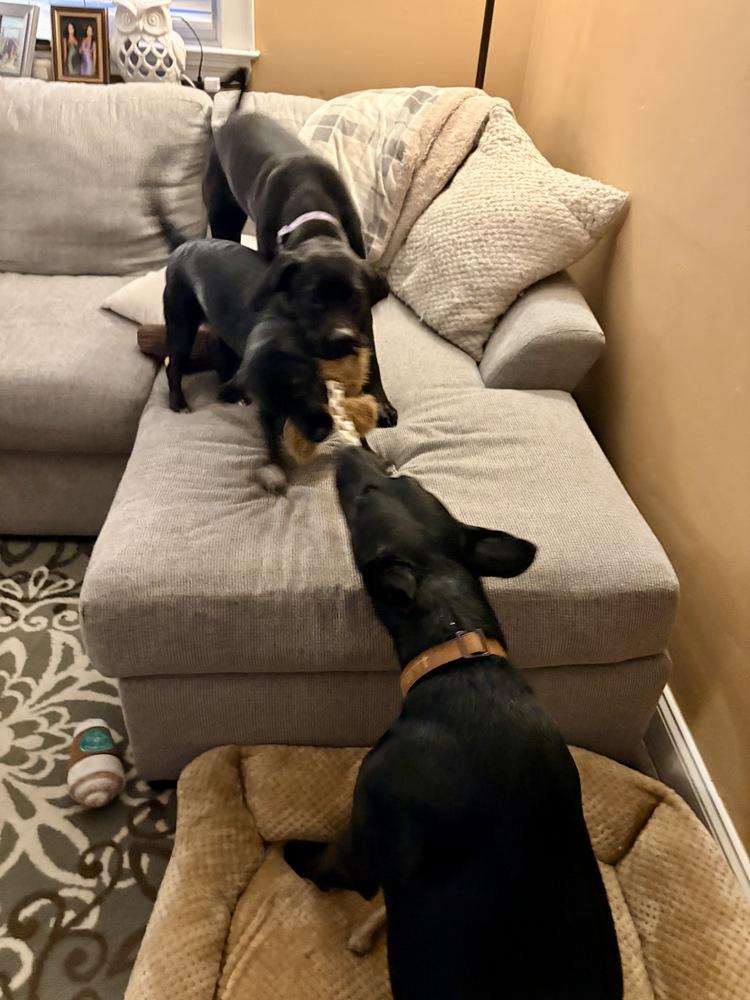 Dory, Adoptable, Young Female Labrador Retriever.