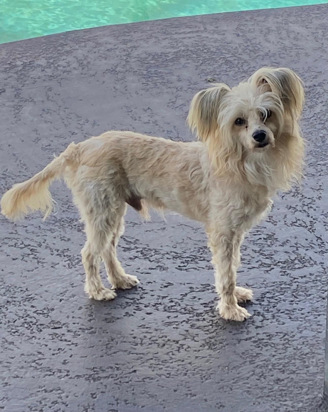 Hank, Adoptable, Adult Male Chinese Crested Dog.