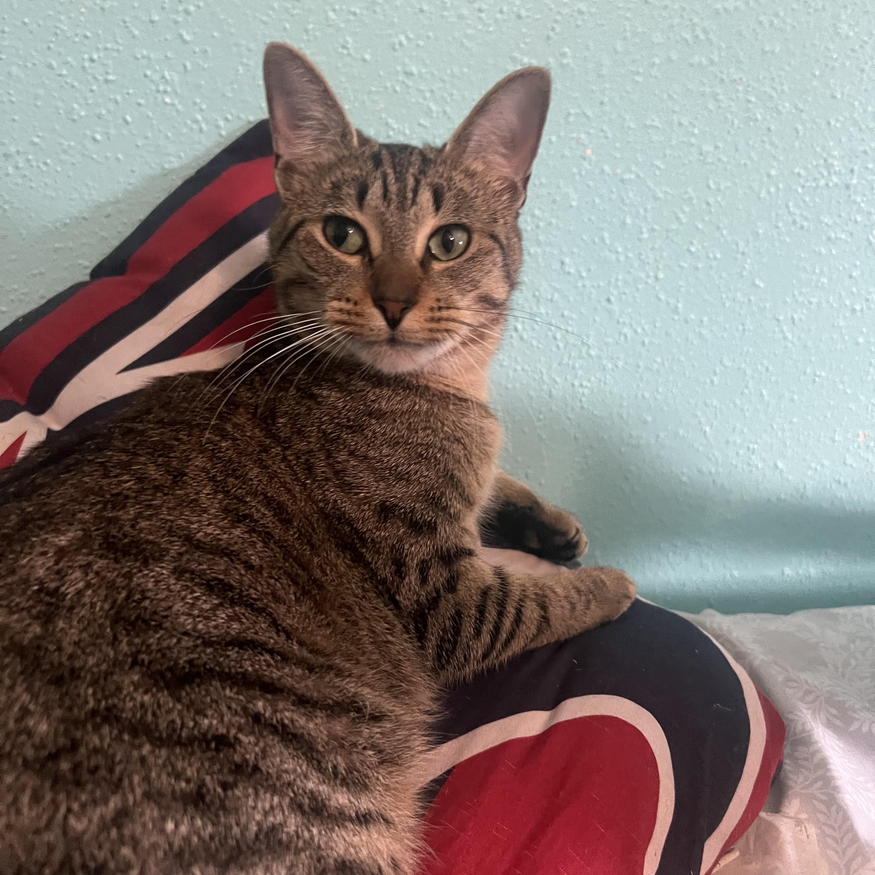 Maira, a Adoptable mixed breed in Harrisburg , PA image 5/6