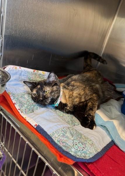 Enlarge Blizzy, an adopted Domestic Short Hair in Warren, OH image 4/4