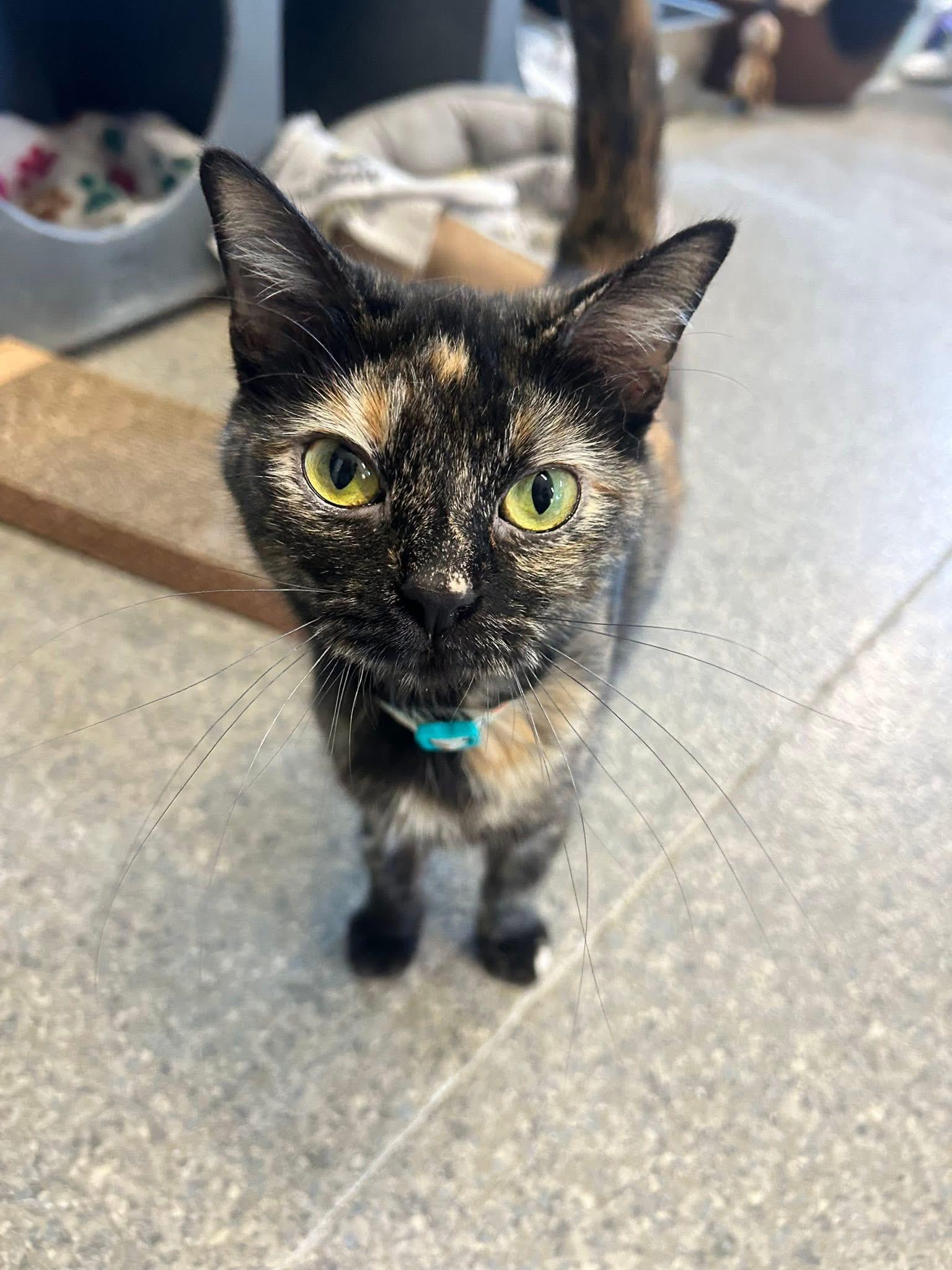 Enlarge Blizzy, an adopted Domestic Short Hair in Warren, OH image 1/4