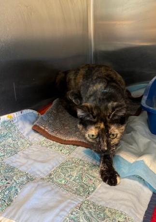 Enlarge Blizzy, an adopted Domestic Short Hair in Warren, OH image 3/4