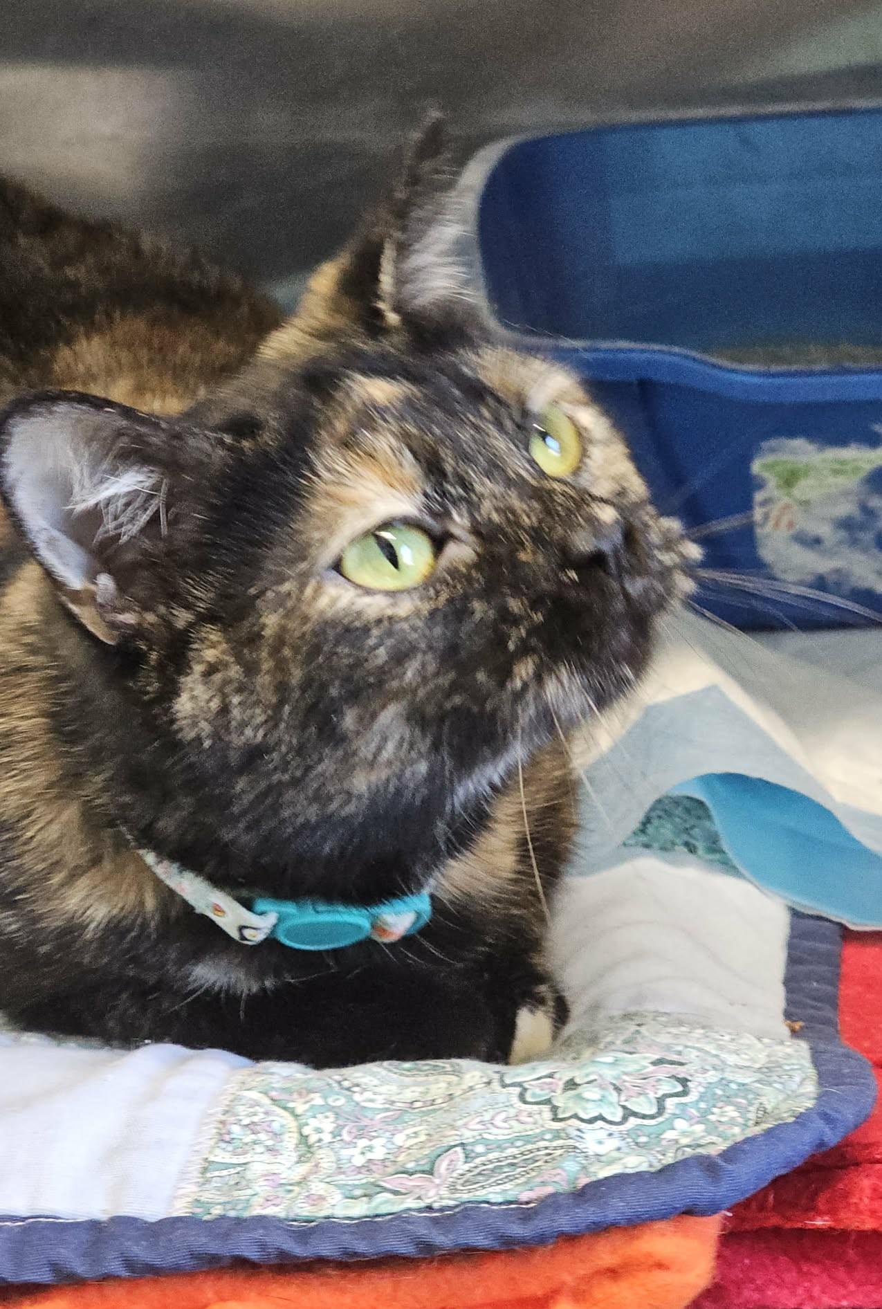 Enlarge Blizzy, an adopted Domestic Short Hair in Warren, OH image 2/4