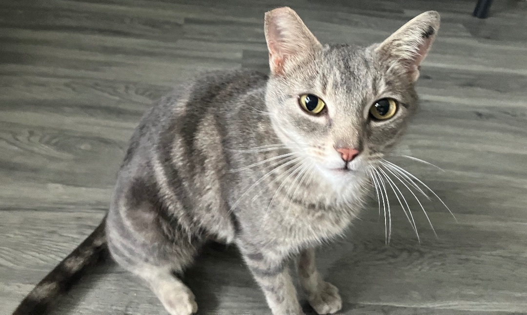 Bettina, a Adopted Tabby in Riverside, CA image 1/3