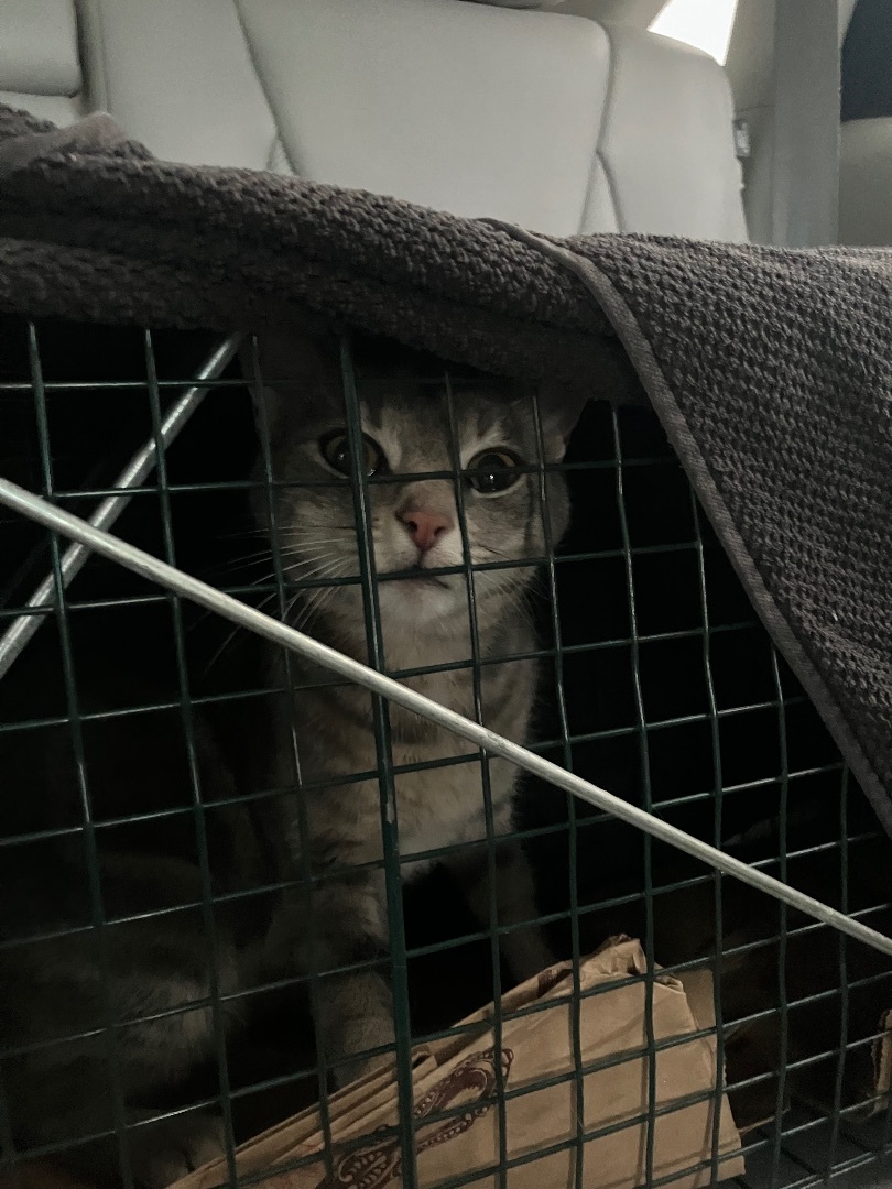 Bettina, Adopted, Young Female Tabby.