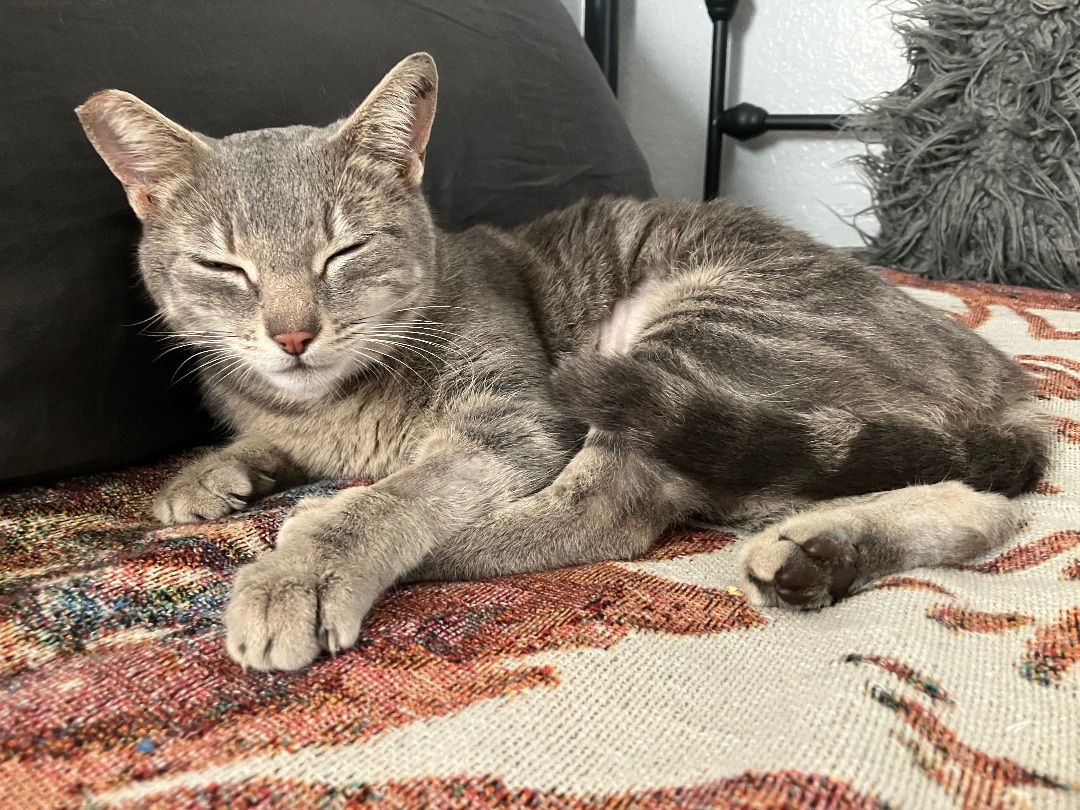 Bettina, a Adopted Tabby in Riverside, CA image 3/3