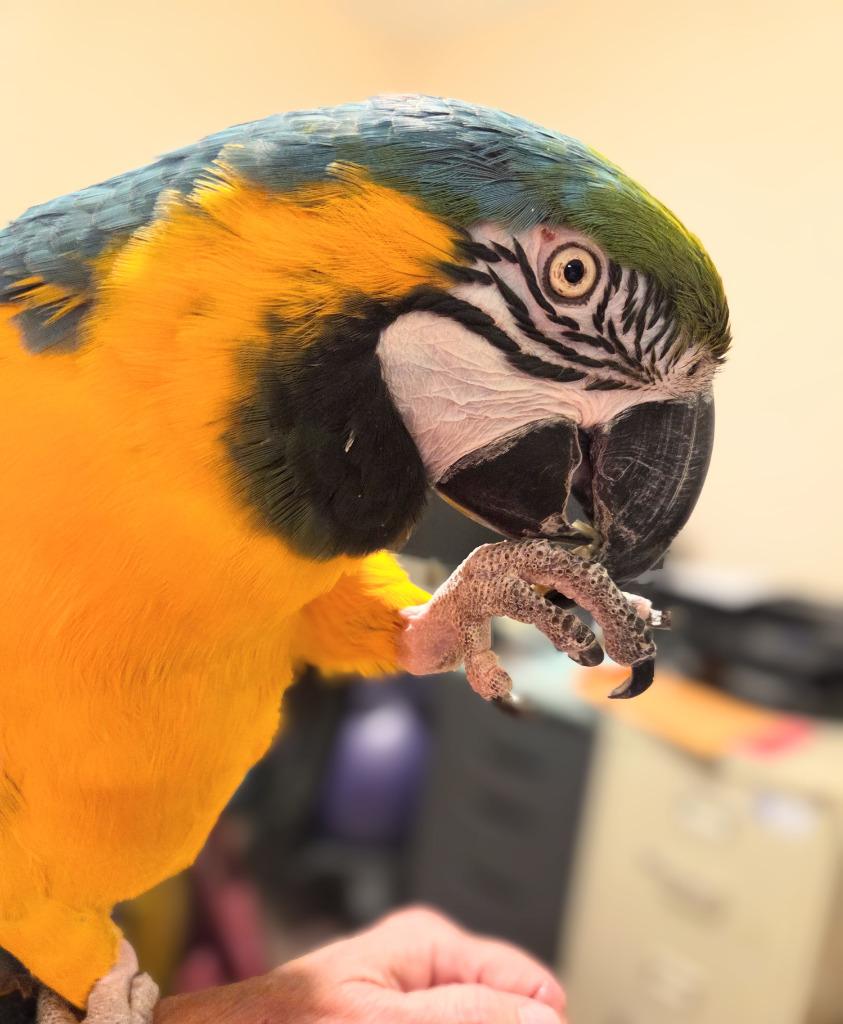 Federica, a Adoptable Macaw in Ballwin, MO image 3/6