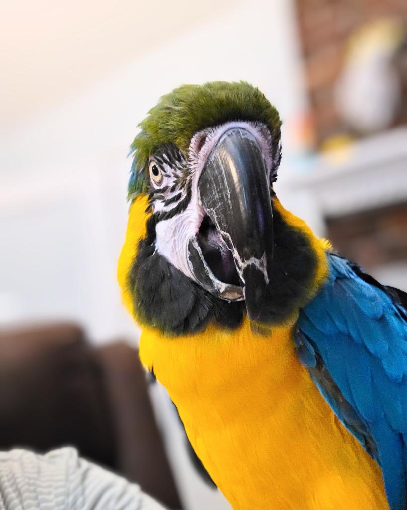Enlarge Federica, a Adoptable Macaw in Ballwin, MO image 3/6