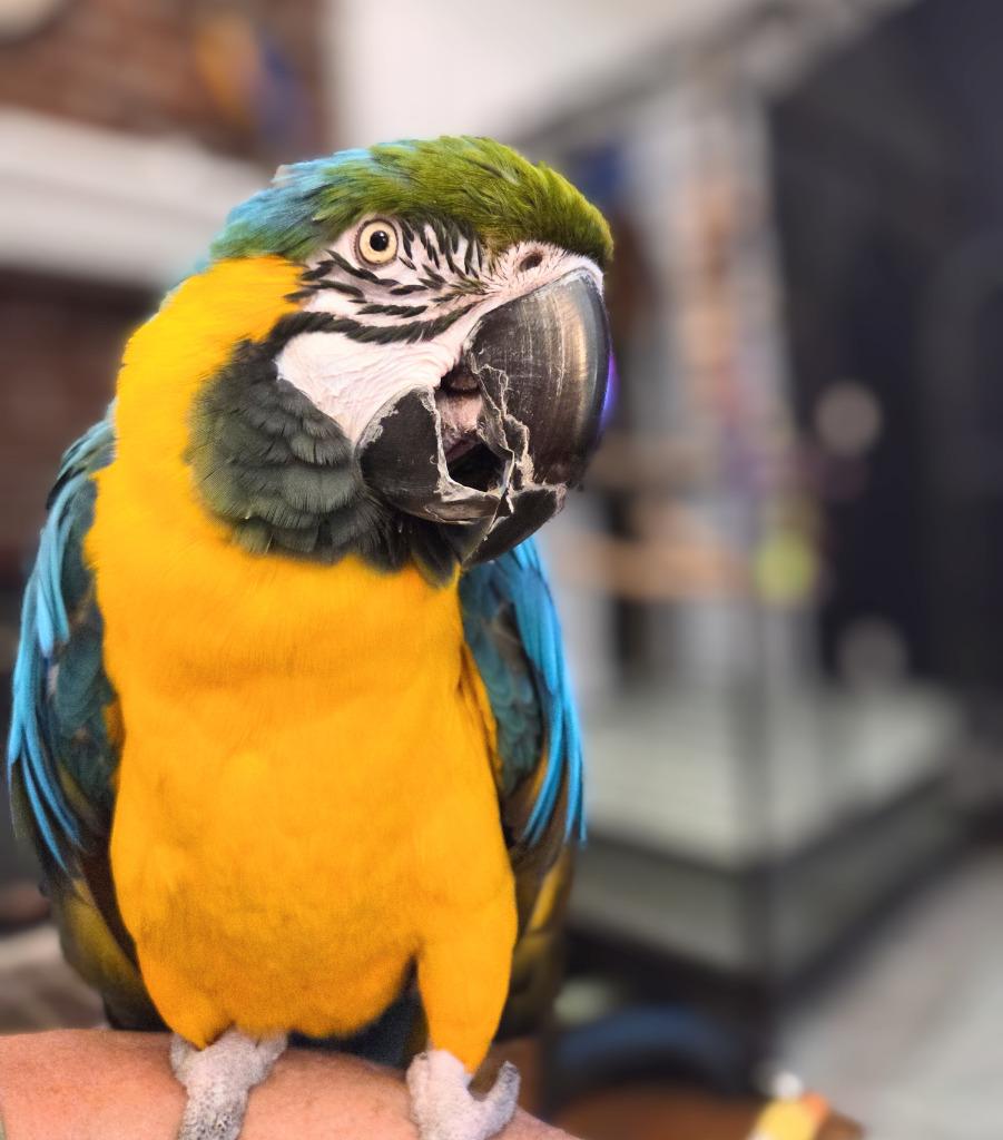 Federica, a Adoptable Macaw in Ballwin, MO image 4/6