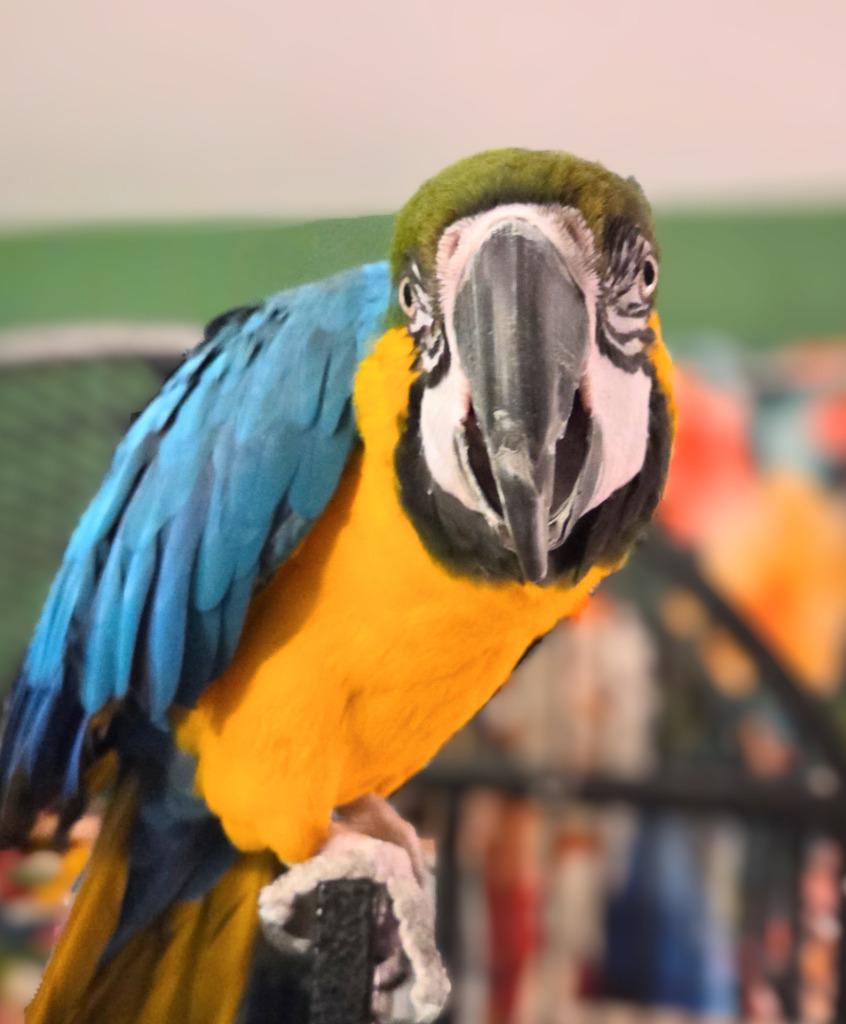 Federica, a Adoptable Macaw in Ballwin, MO image 5/6