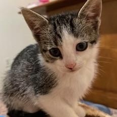 Kay, Adopted, Kitten Female Domestic Short Hair & Tabby.