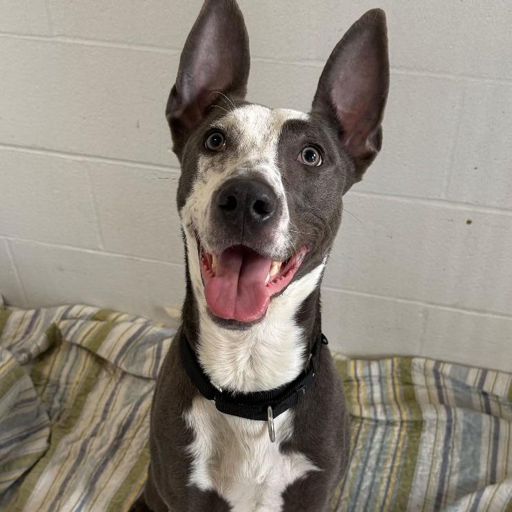 Enlarge Kong, a Adoptable mixed breed in Dover, NH image 1/6