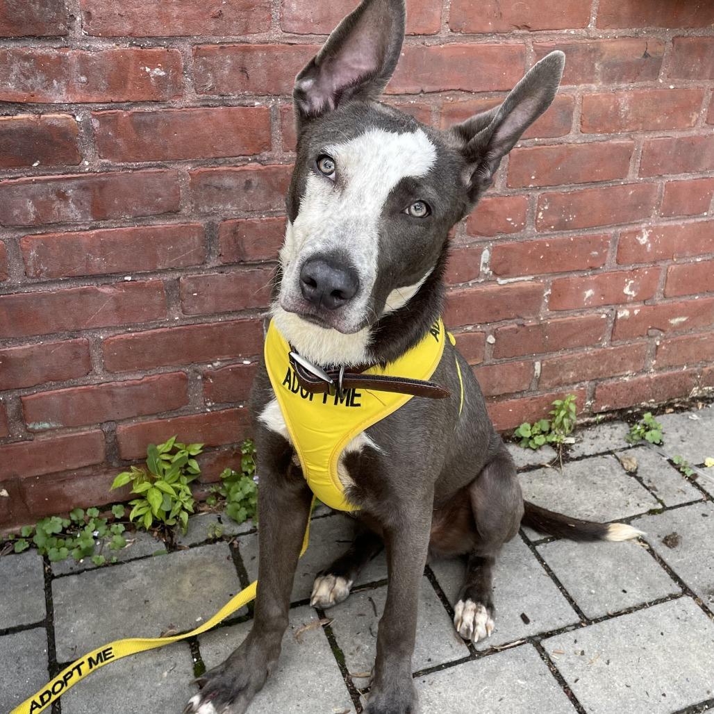 Kong, Adoptable, Young Male Mixed Breed.