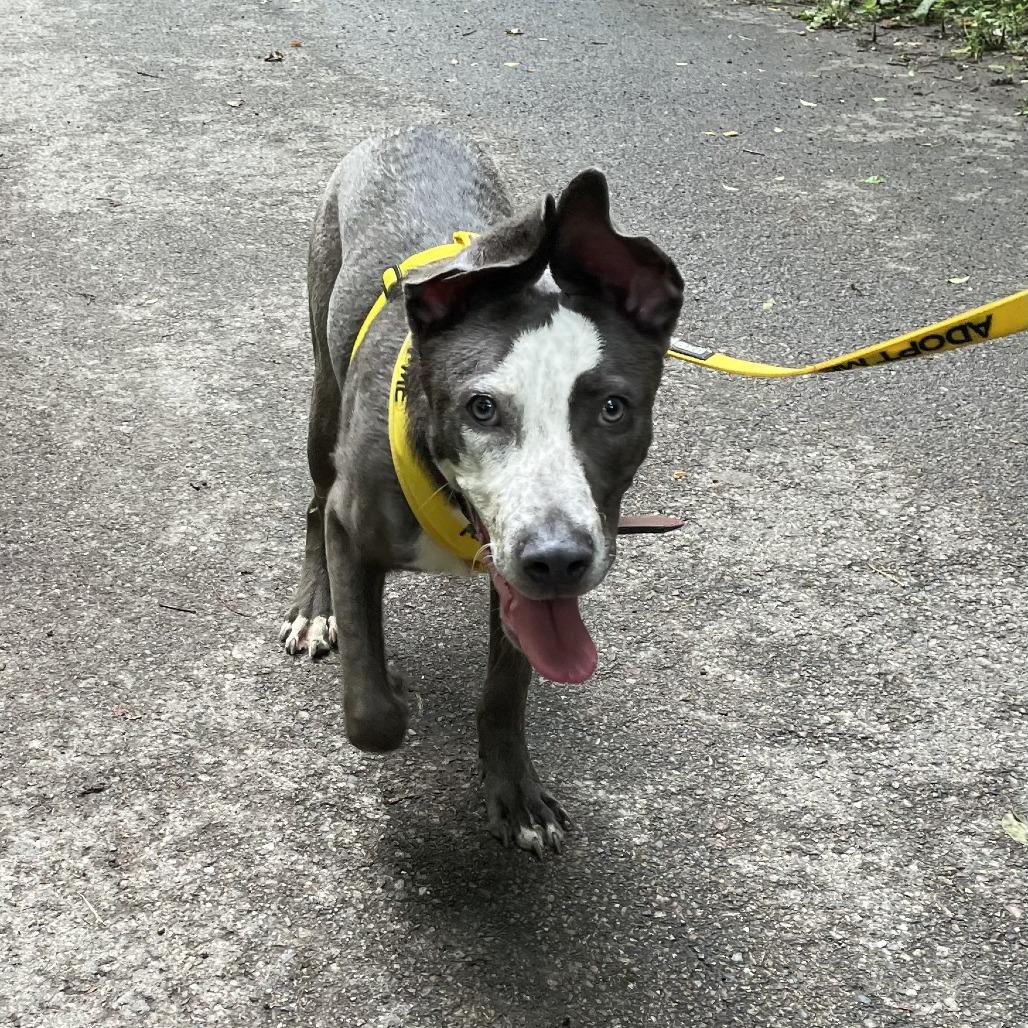 Enlarge Kong, a Adoptable mixed breed in Dover, NH image 3/6