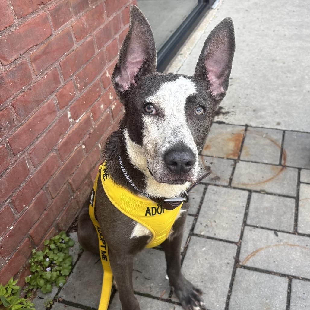 Enlarge Kong, a Adoptable mixed breed in Dover, NH image 4/6