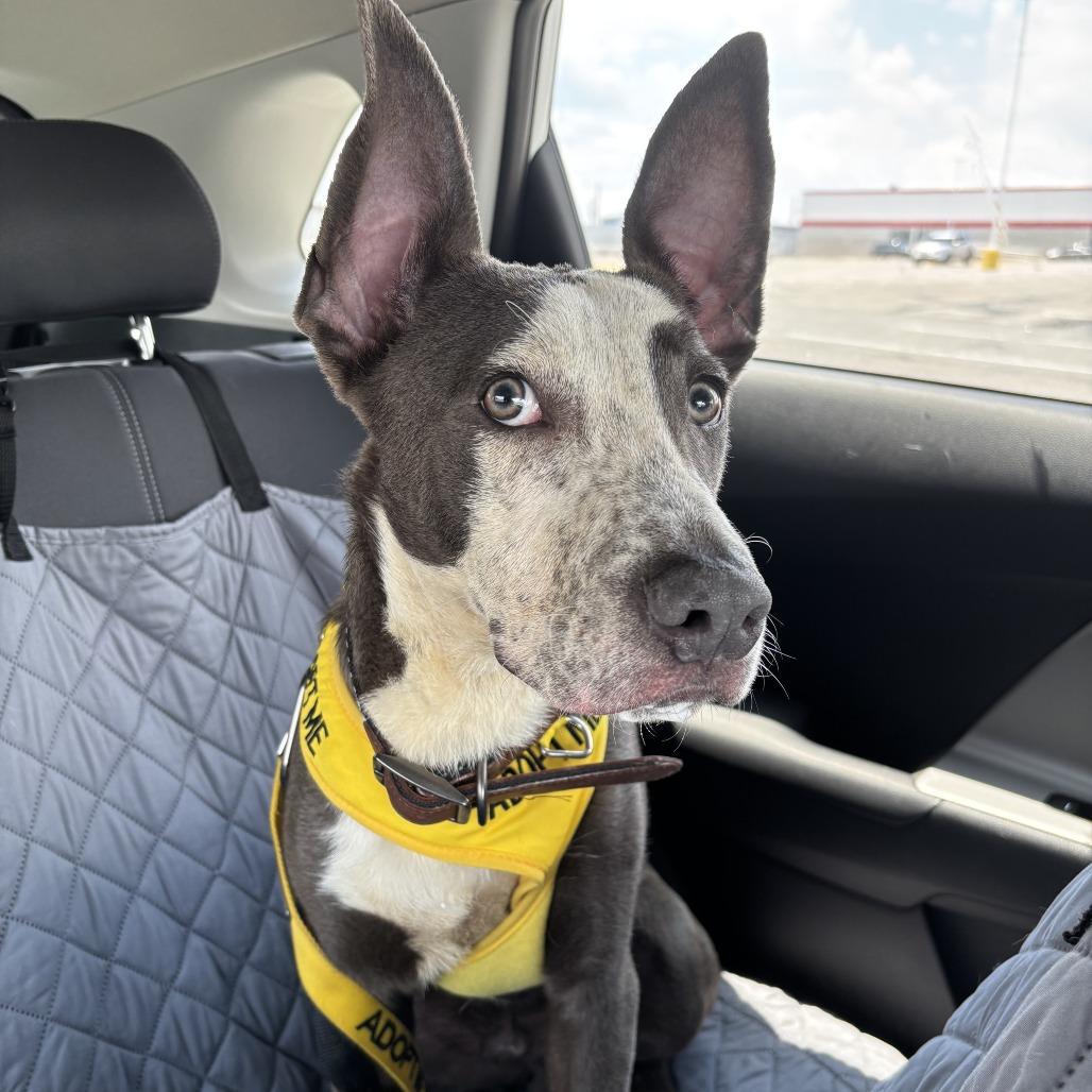 Enlarge Kong, a Adoptable mixed breed in Dover, NH image 5/6