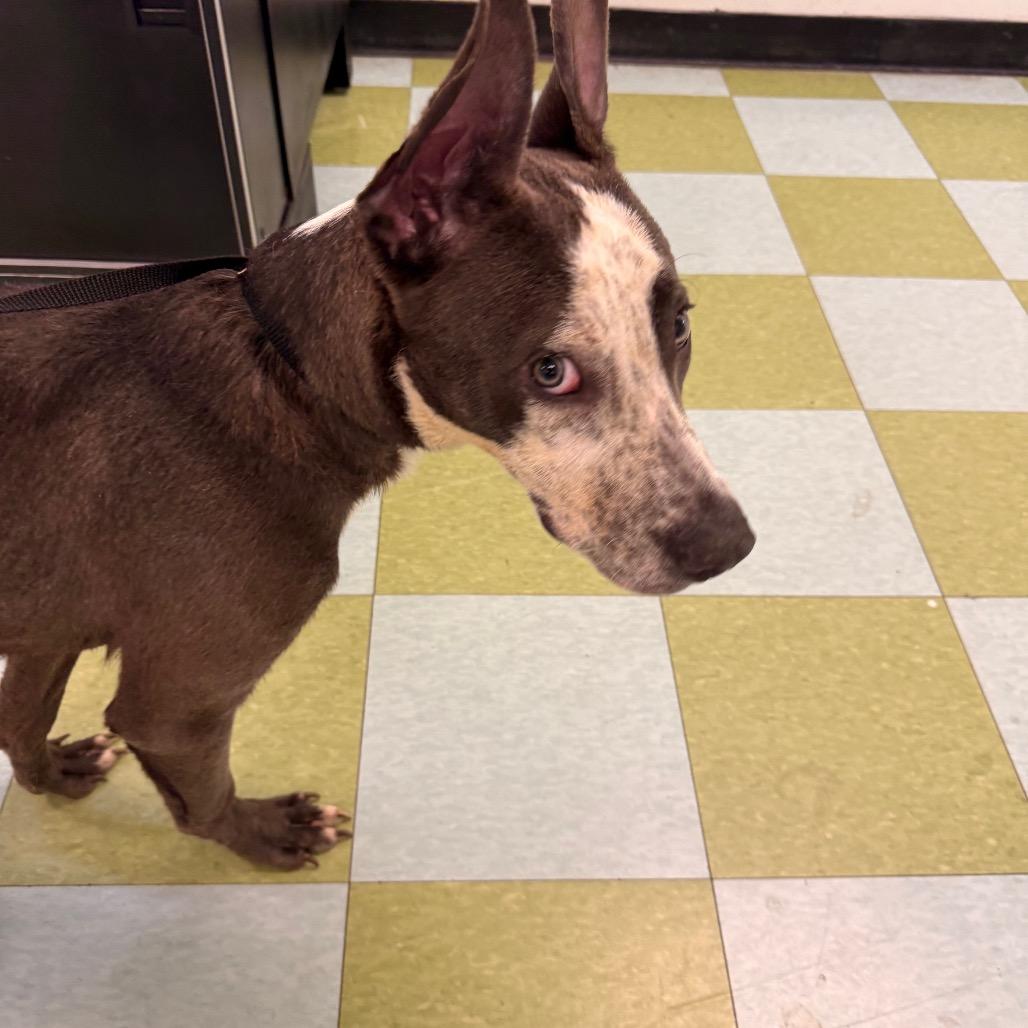 Enlarge Kong, a Adoptable mixed breed in Dover, NH image 6/6