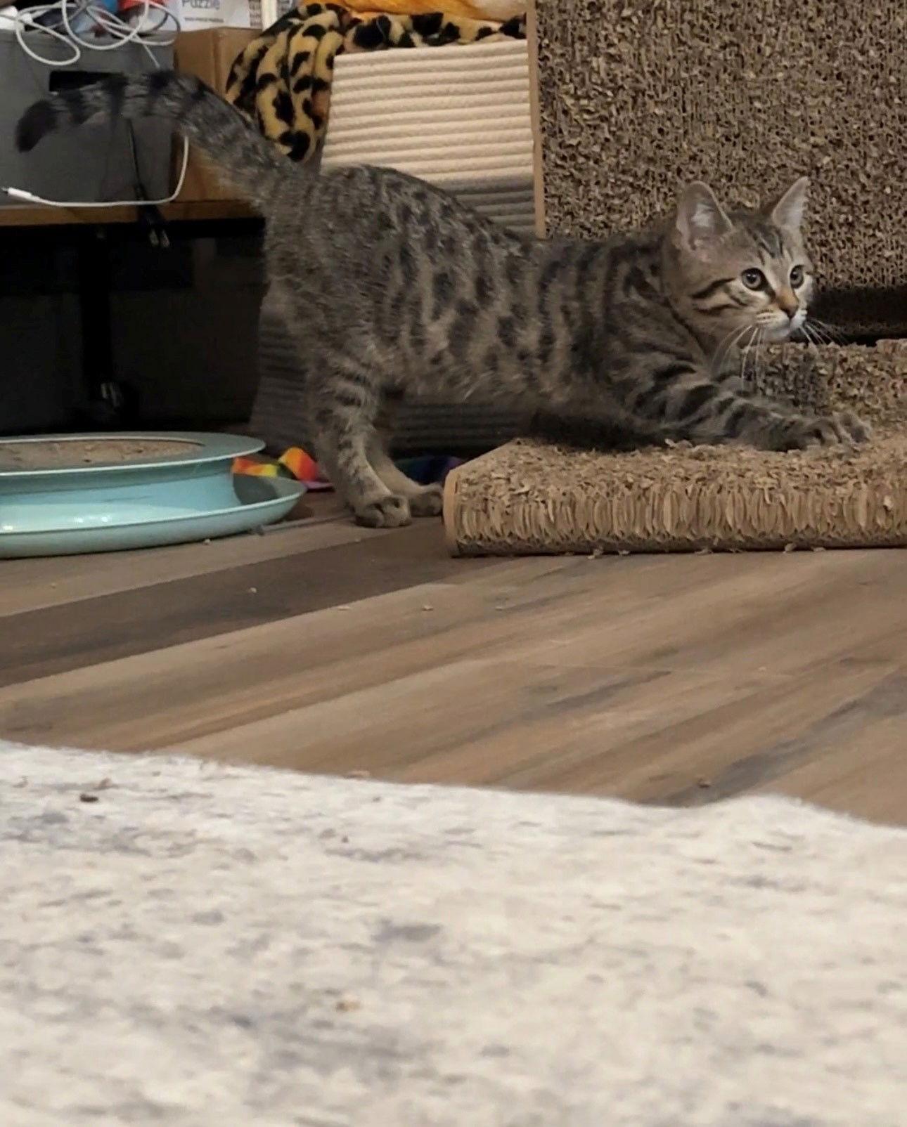 Bagel, a Adopted Domestic Short Hair in Naugatuck, CT image 1/3