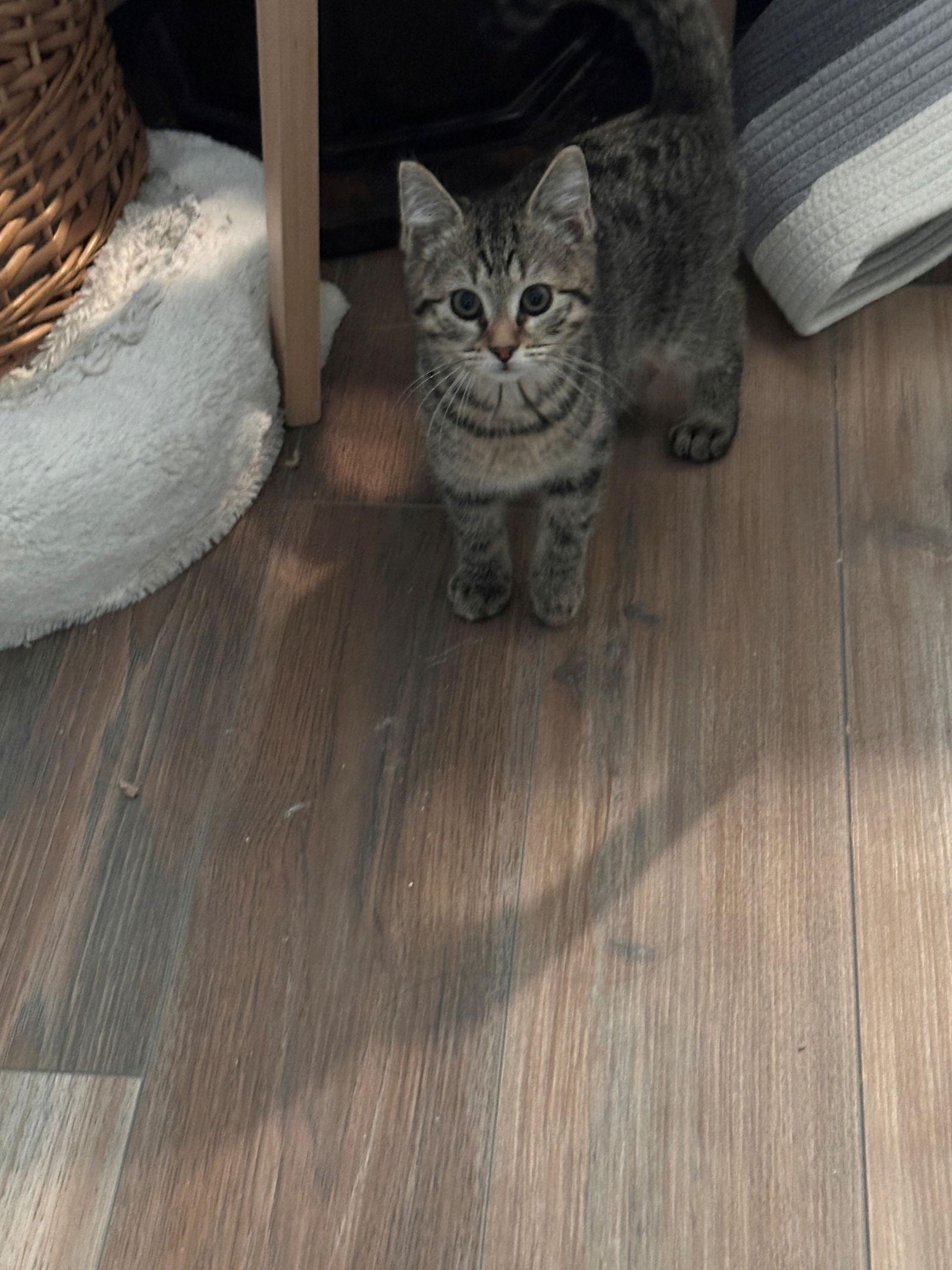 Enlarge Bagel, a Adopted Domestic Short Hair in Naugatuck, CT image 2/3