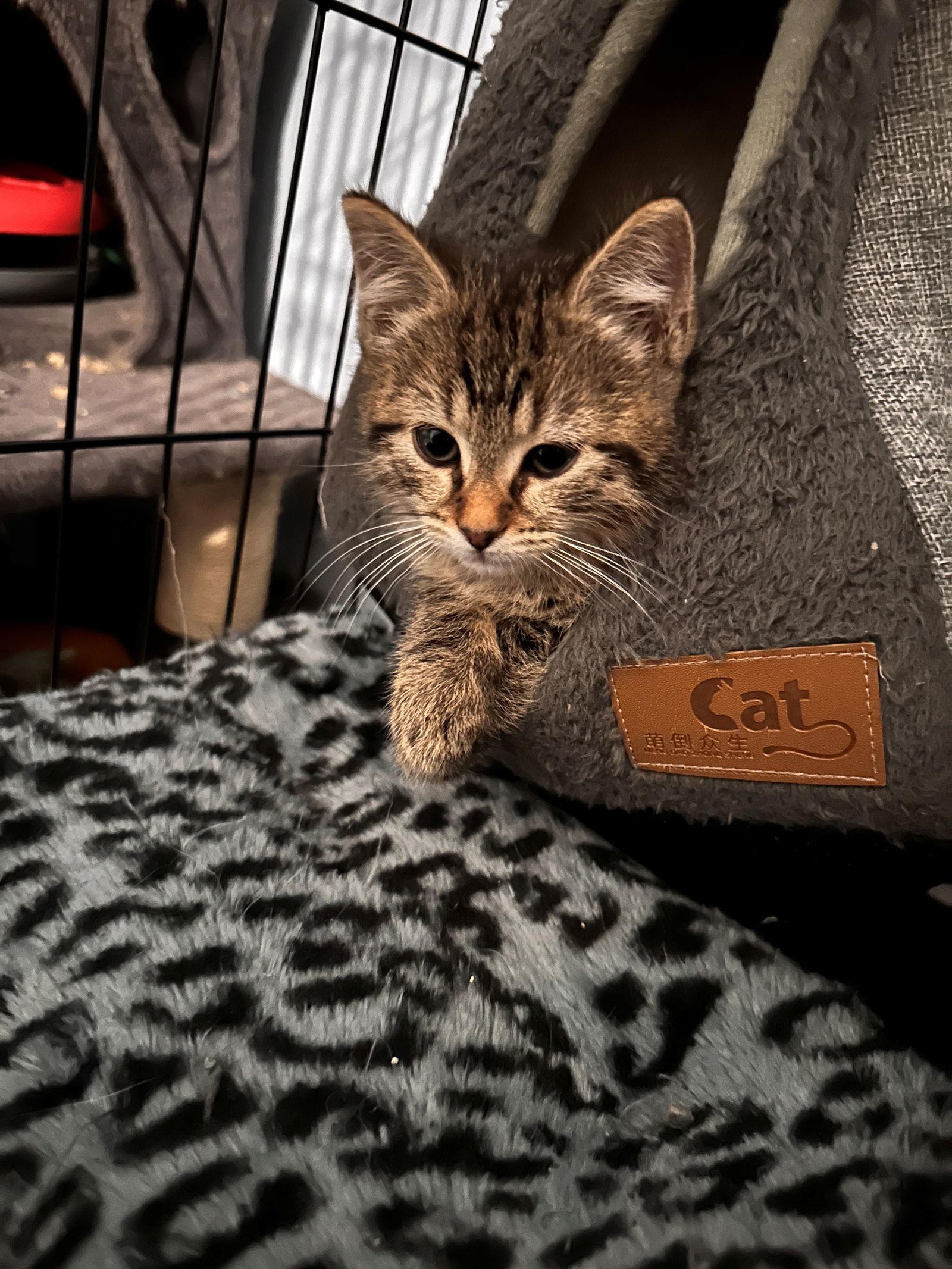 Bagel, a Adopted Domestic Short Hair in Naugatuck, CT image 3/3