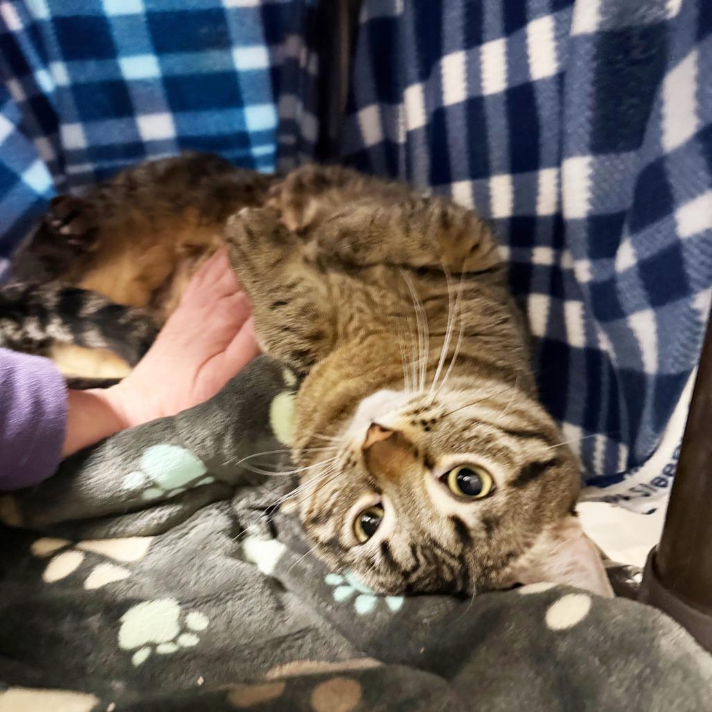 Enlarge Mazie - Waiting for her moment to shine!, a ADOPTABLE Domestic Short Hair in Oshkosh, WI image 3/4