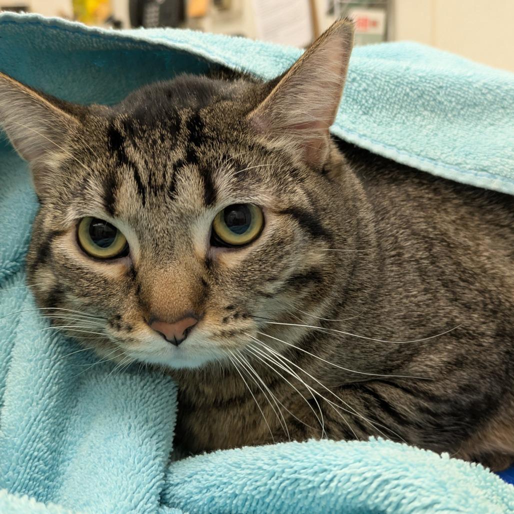 Enlarge Mazie - Waiting for her moment to shine!, a ADOPTABLE Domestic Short Hair in Oshkosh, WI image 2/4