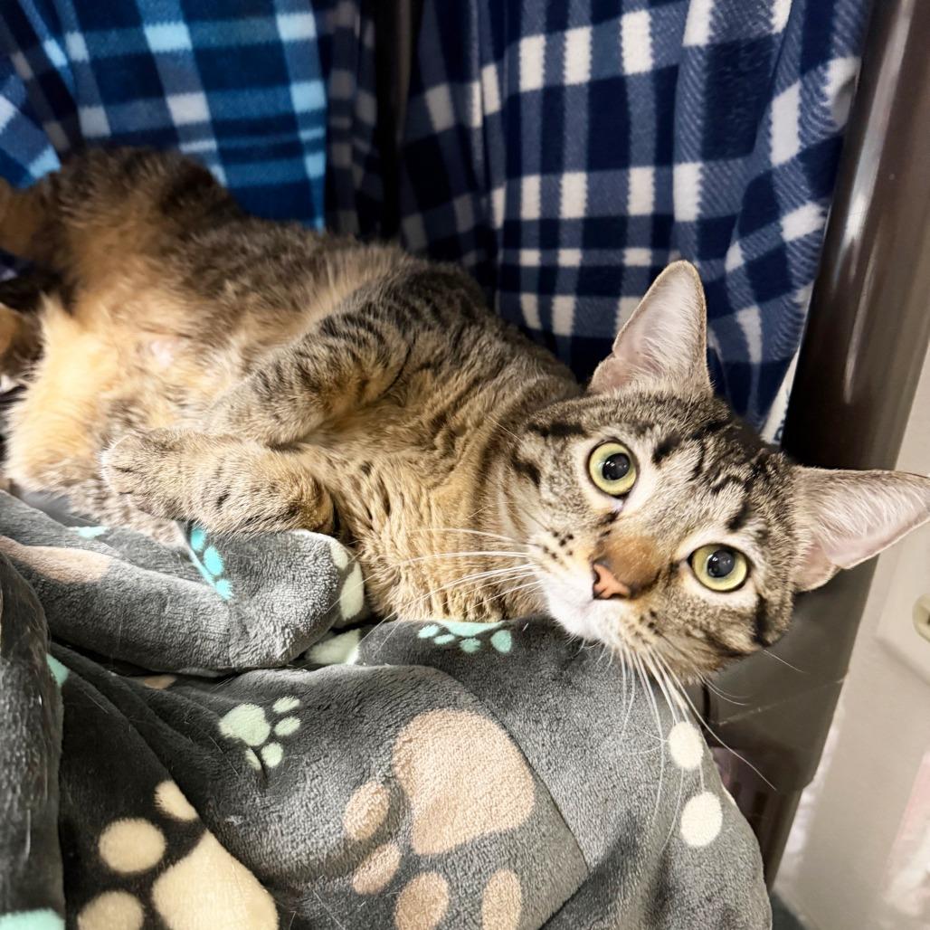 Enlarge Mazie - Waiting for her moment to shine!, a ADOPTABLE Domestic Short Hair in Oshkosh, WI image 1/4