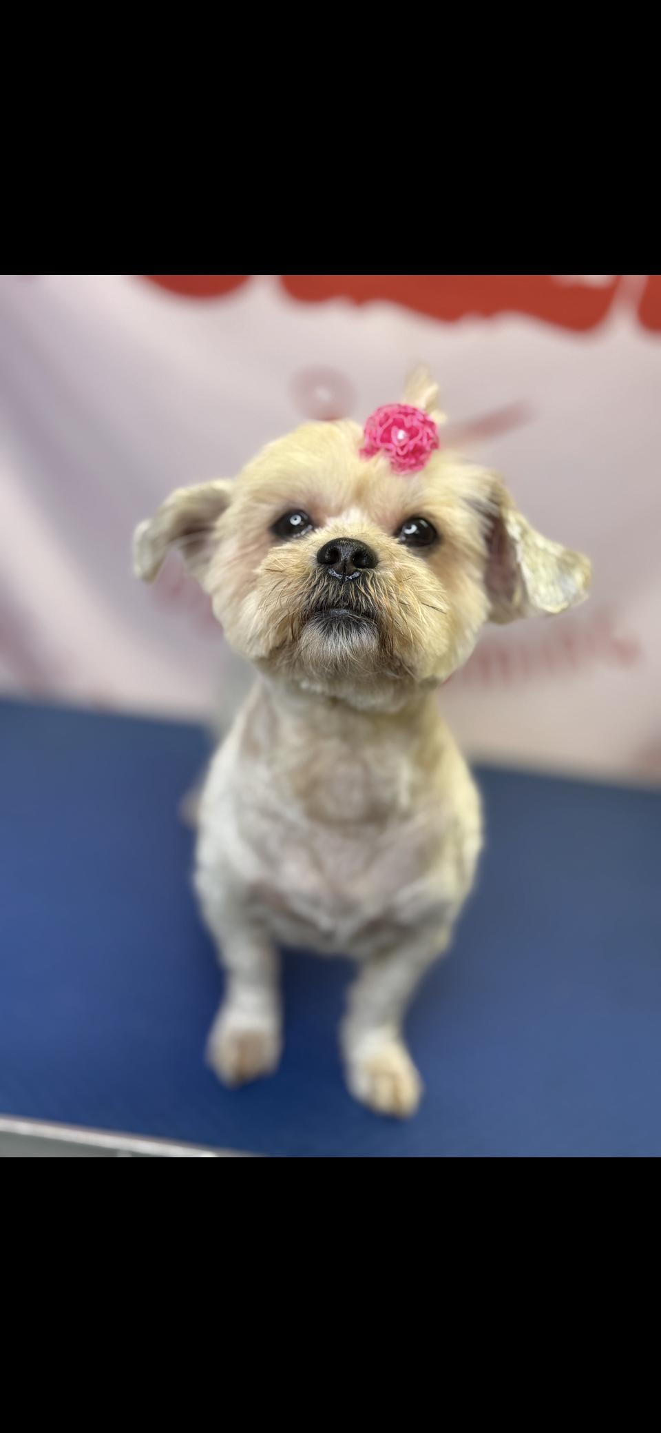 Enlarge Mimi, an adopted Shih Tzu in Miami, FL image 1/1