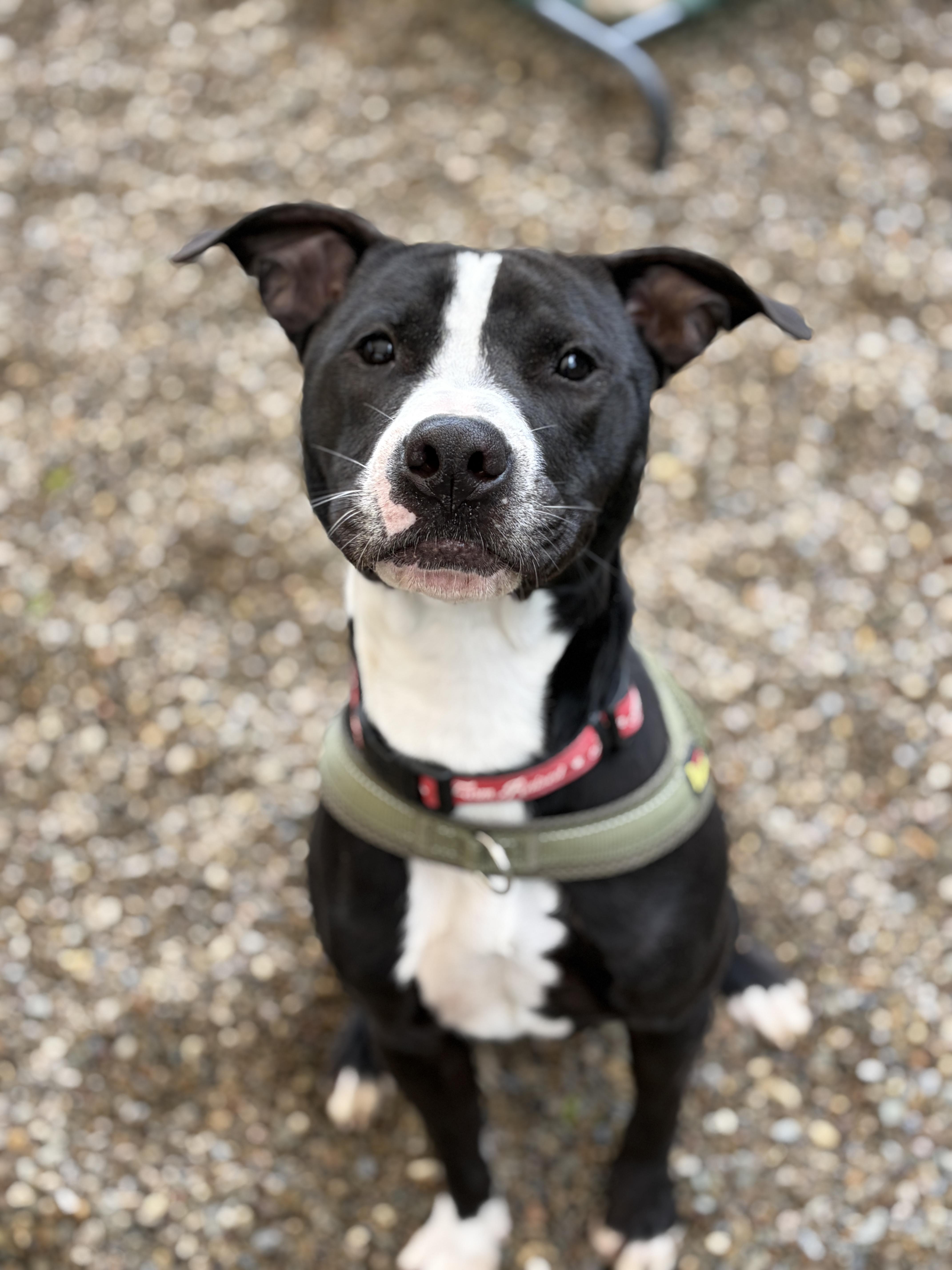 Lucas AVAILABLE, a ADOPTABLE American Staffordshire Terrier in Canton, OH image 1/6