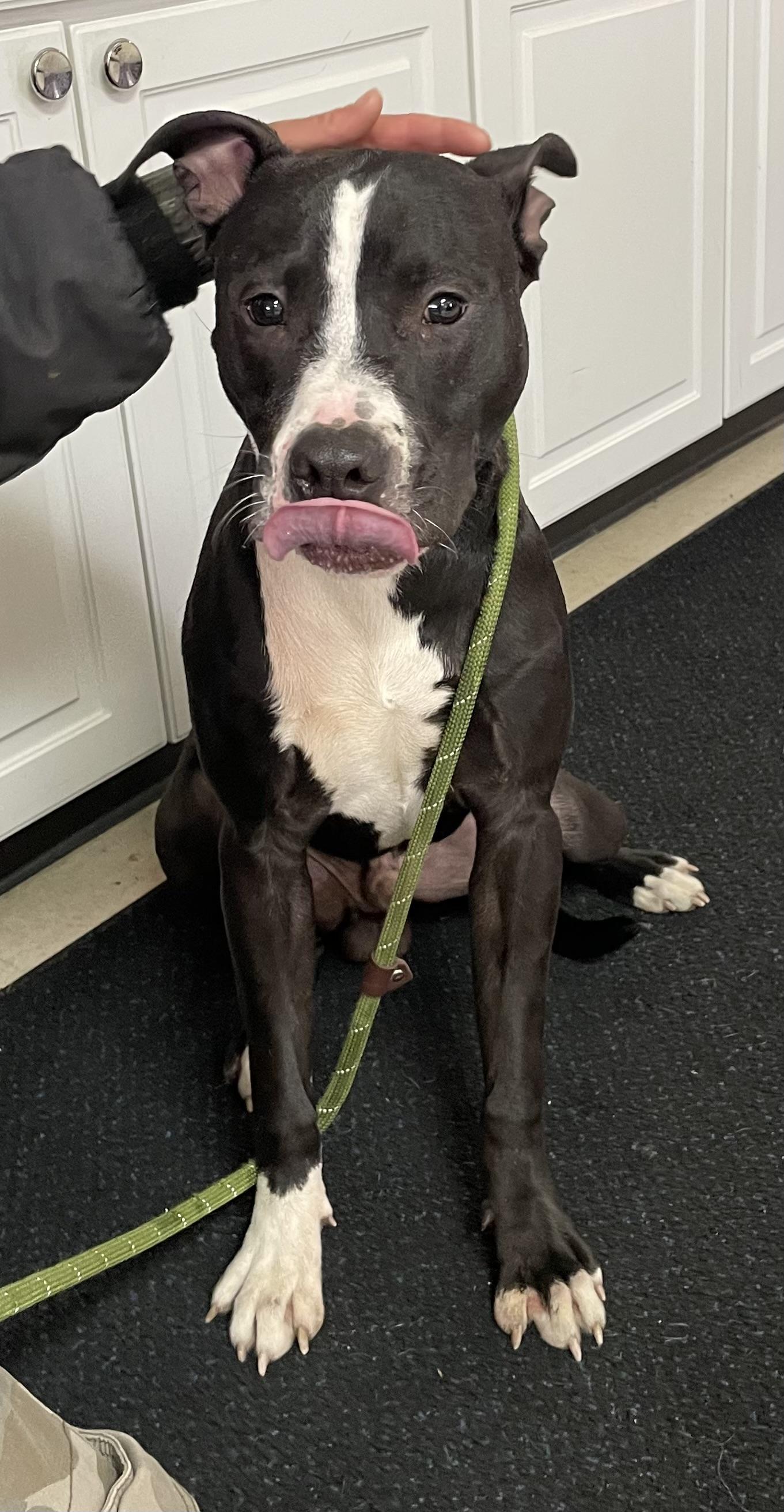 Enlarge Lucas AVAILABLE, a ADOPTABLE American Staffordshire Terrier in Canton, OH image 5/5