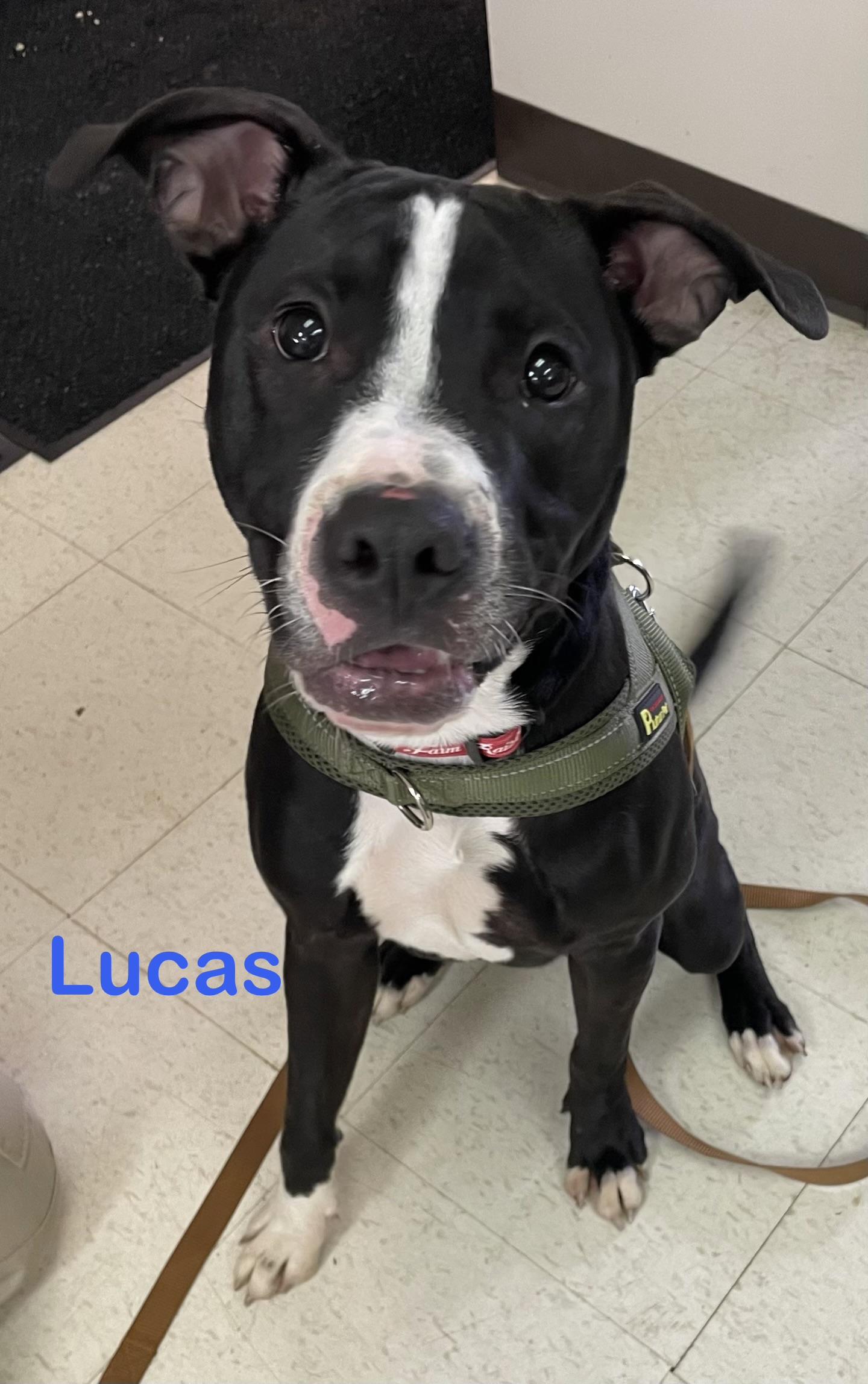 Enlarge Lucas AVAILABLE, a ADOPTABLE American Staffordshire Terrier in Canton, OH image 1/5