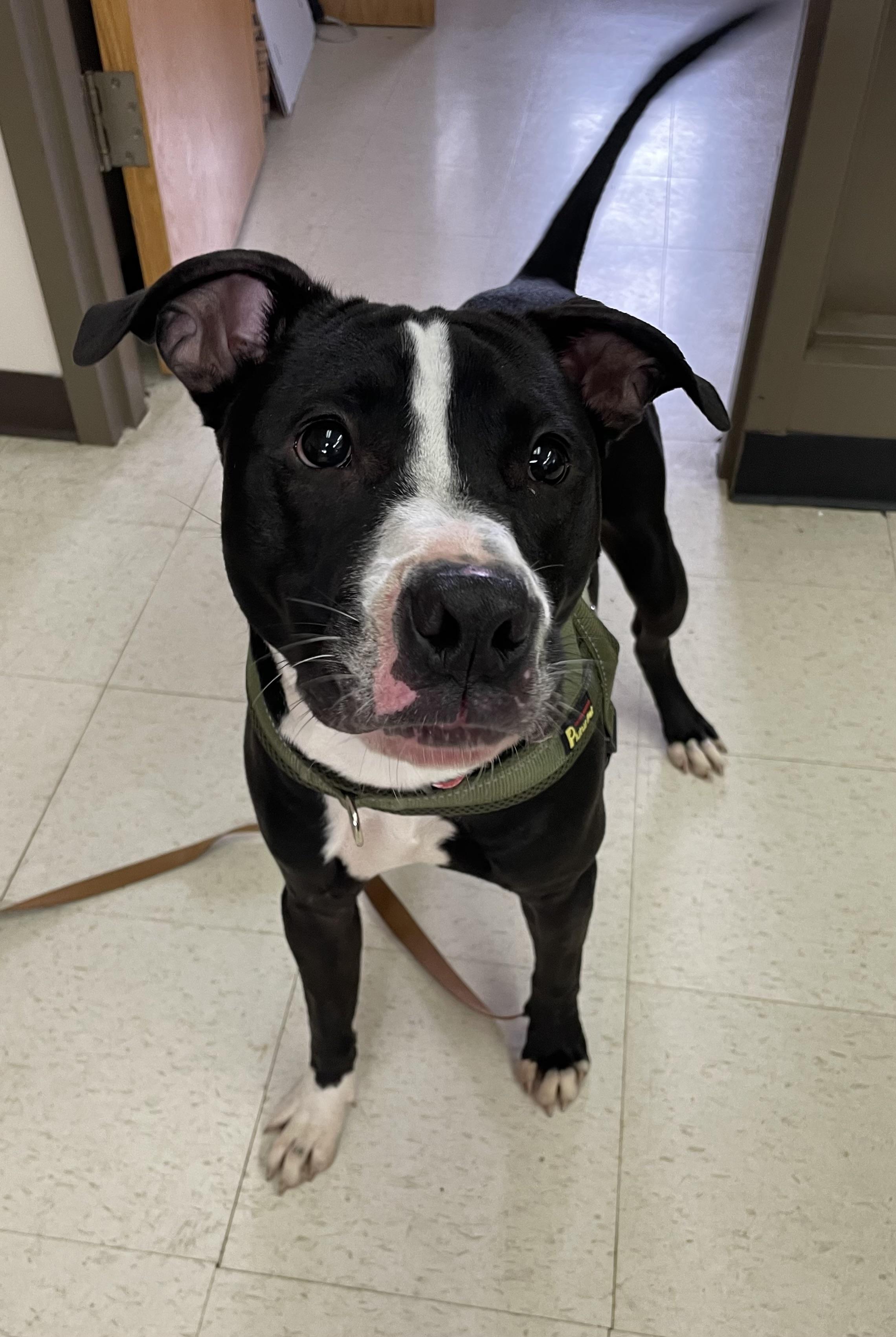 Enlarge Lucas AVAILABLE, a ADOPTABLE American Staffordshire Terrier in Canton, OH image 3/5