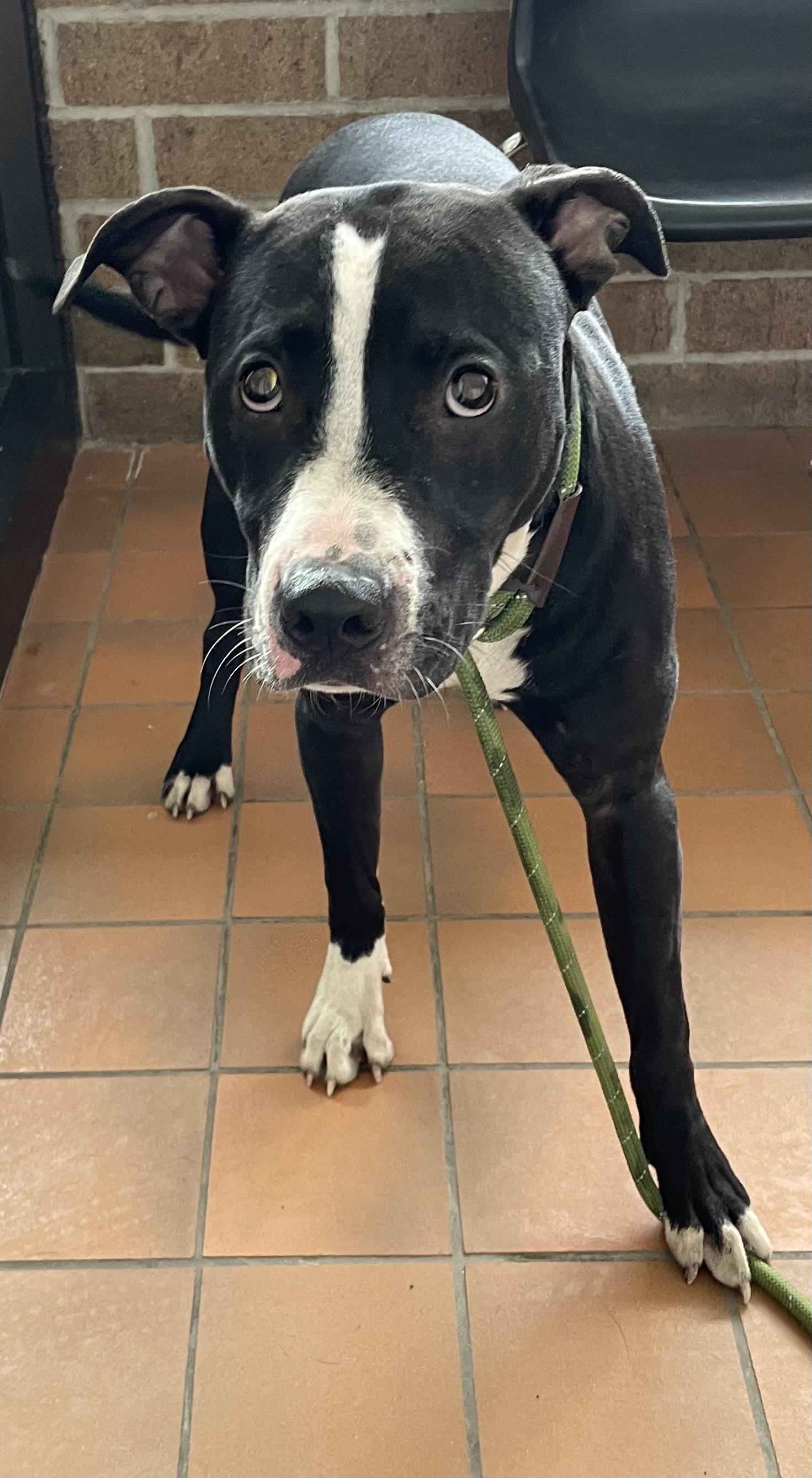 Enlarge Lucas AVAILABLE, a ADOPTABLE American Staffordshire Terrier in Canton, OH image 4/5