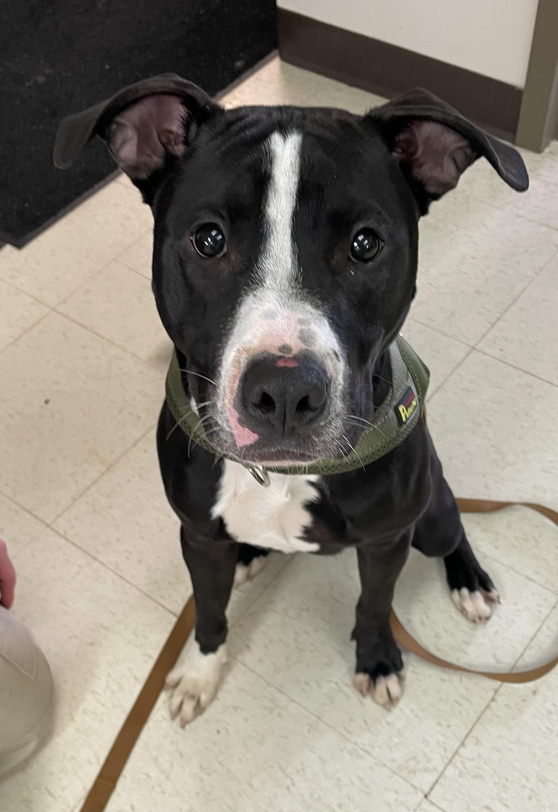 Enlarge Lucas AVAILABLE, a ADOPTABLE American Staffordshire Terrier in Canton, OH image 2/5