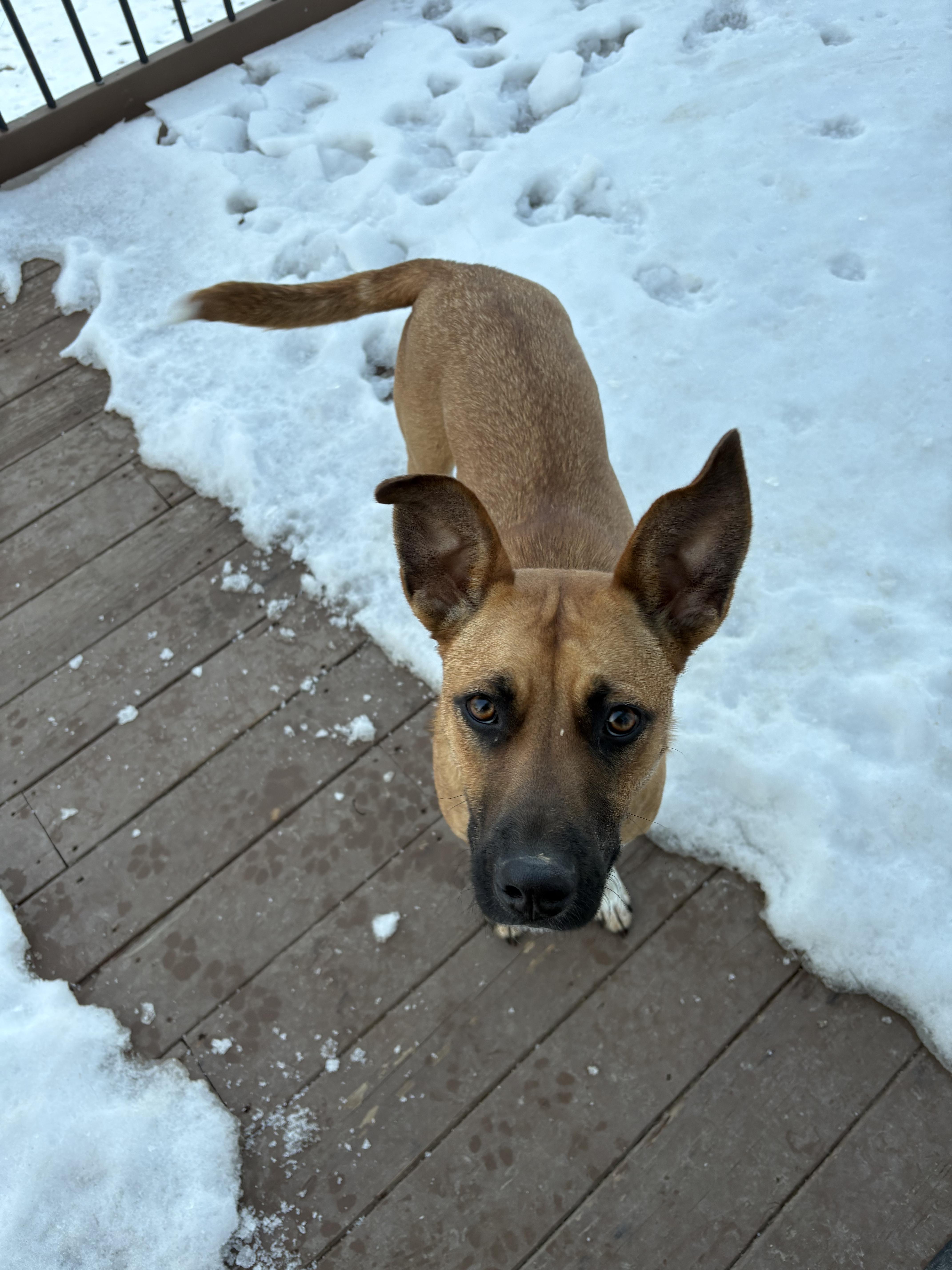 Enlarge SUGAR, a Adoptable mixed breed in Farmington, MO image 3/5