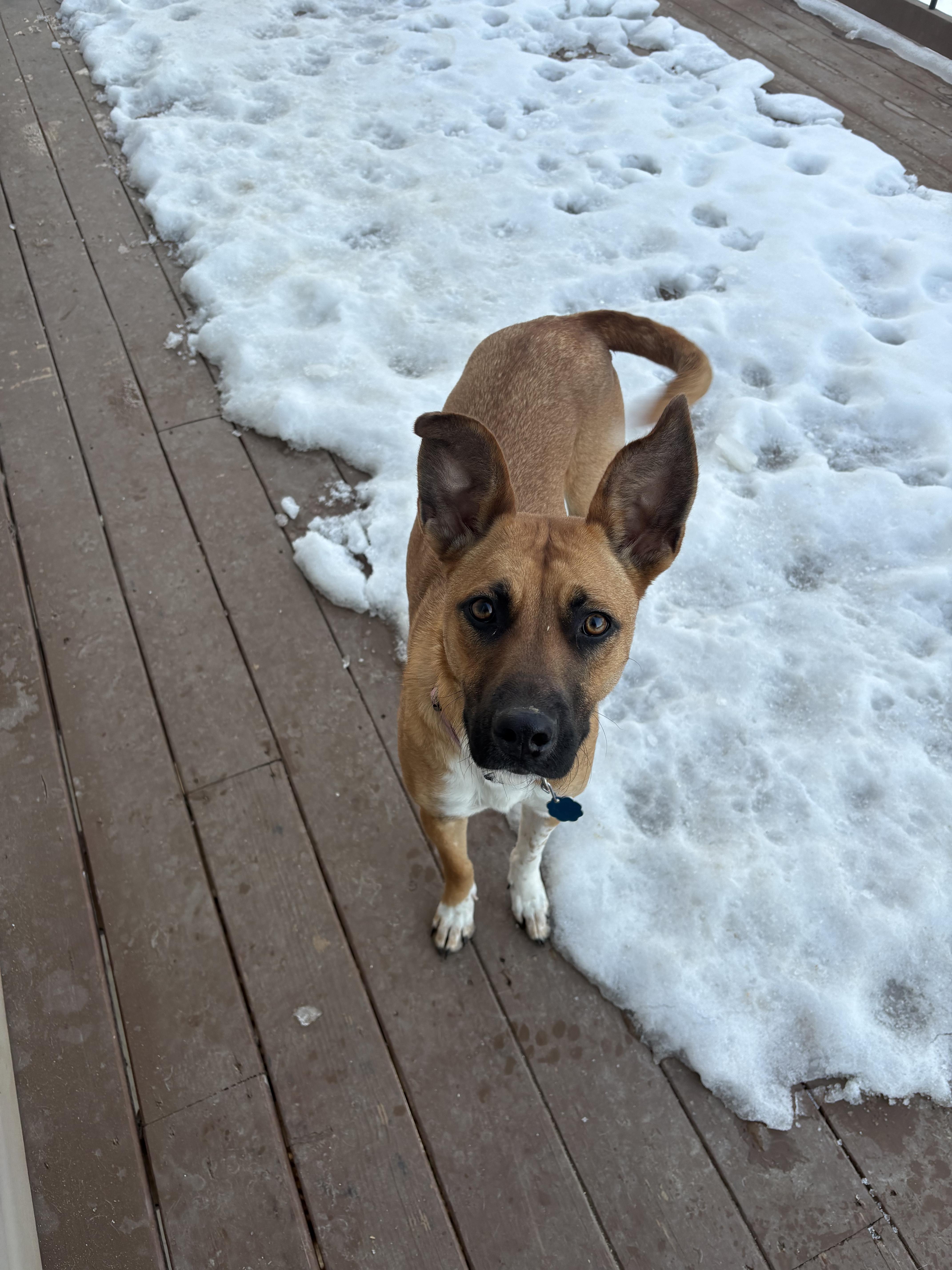 Enlarge SUGAR, a Adoptable mixed breed in Farmington, MO image 5/5